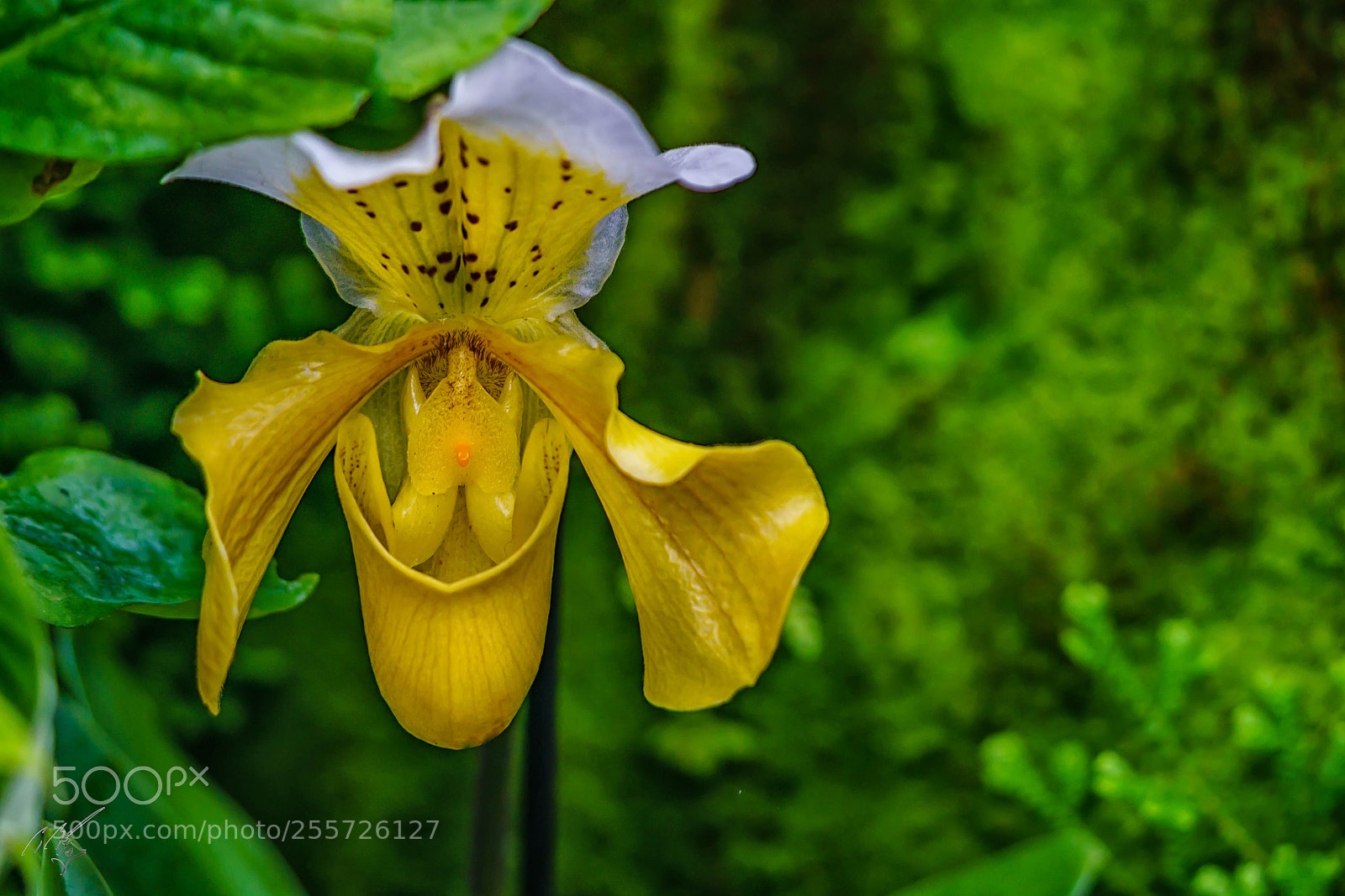 Sony a7R II sample photo. Orchids april photography