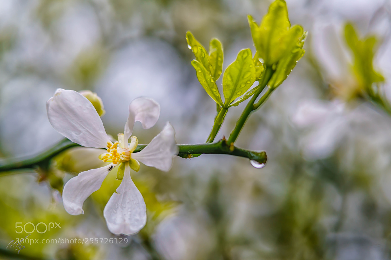Sony a7R II sample photo. Magonolia photography
