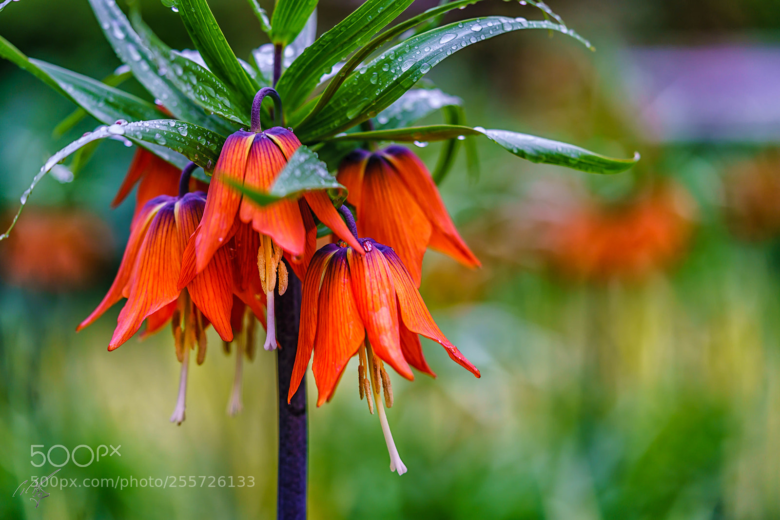 Sony a7R II sample photo. Fritillaria crown lily april photography