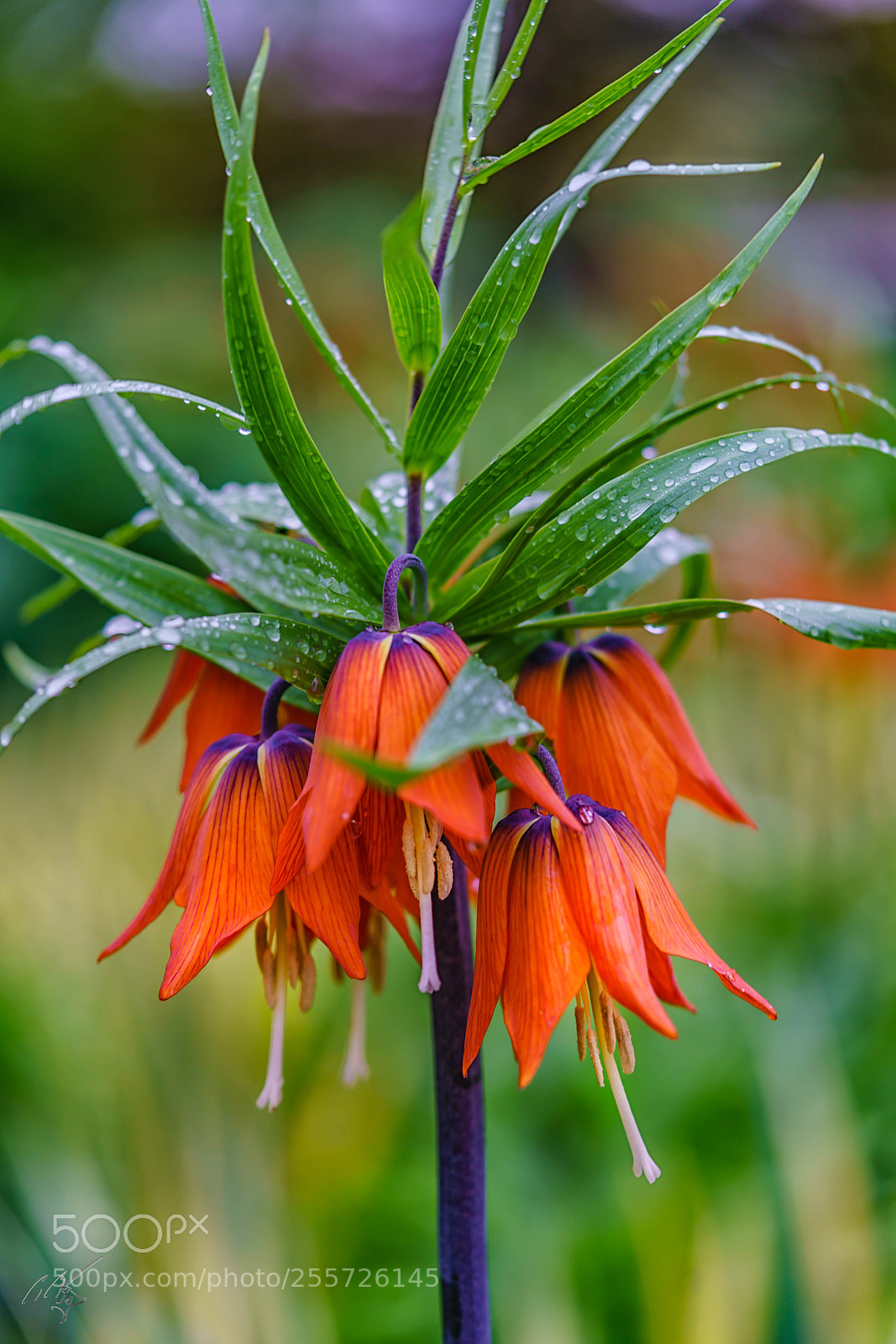 Sony a7R II sample photo. Fritillaria crown lily april photography
