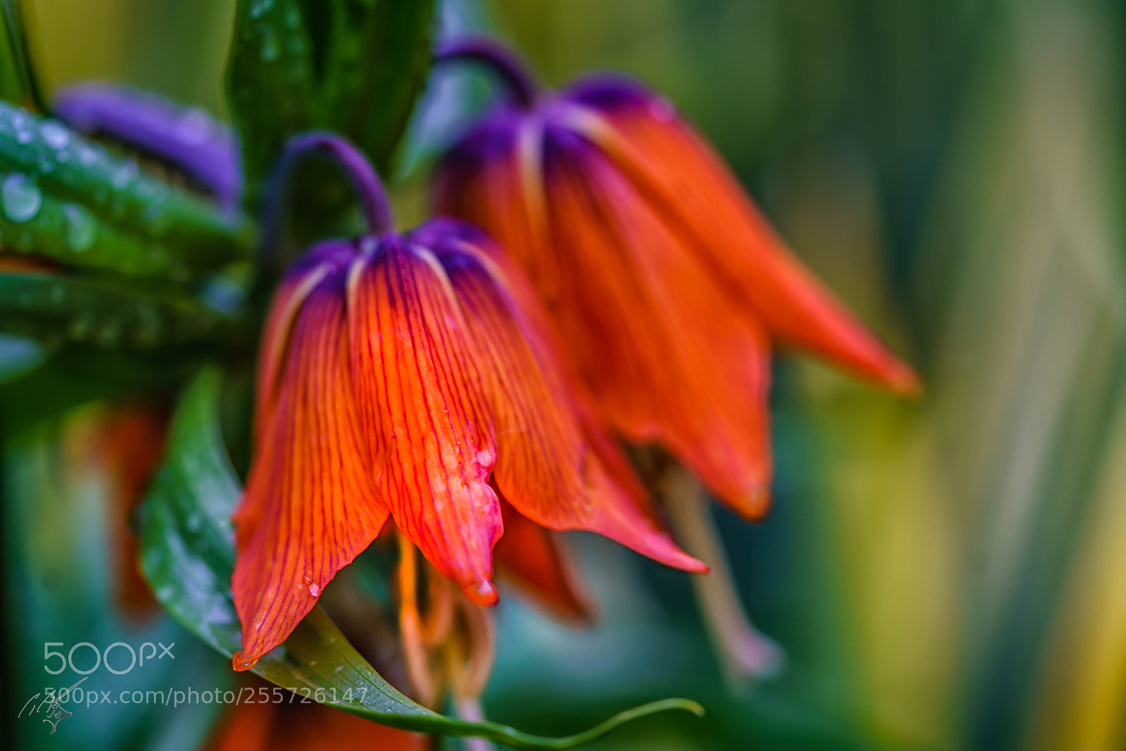 Sony a7R II sample photo. Fritillaria crown lily april photography