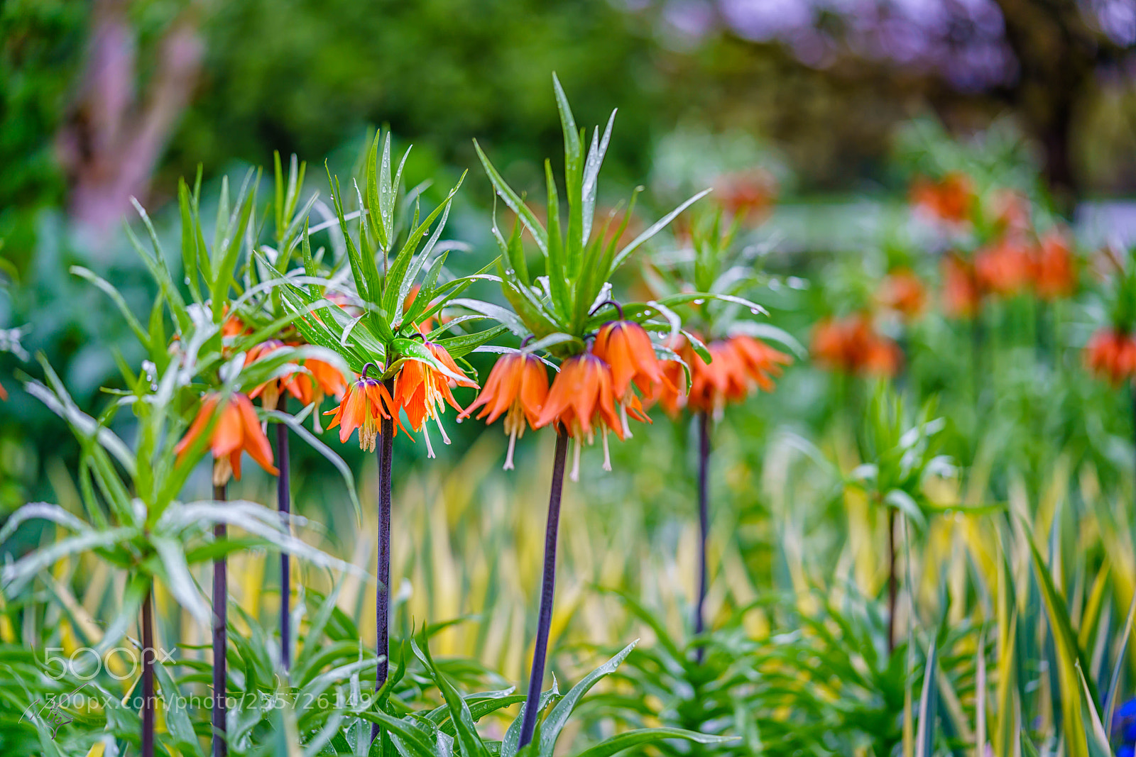 Sony a7R II sample photo. Fritillaria crown lily april photography