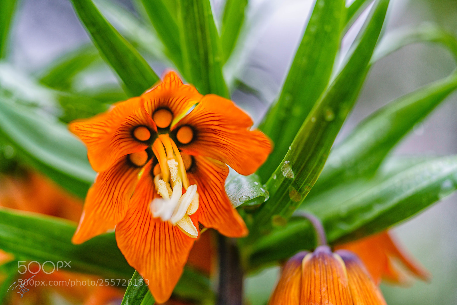 Sony a7R II sample photo. Fritillaria crown lily april photography