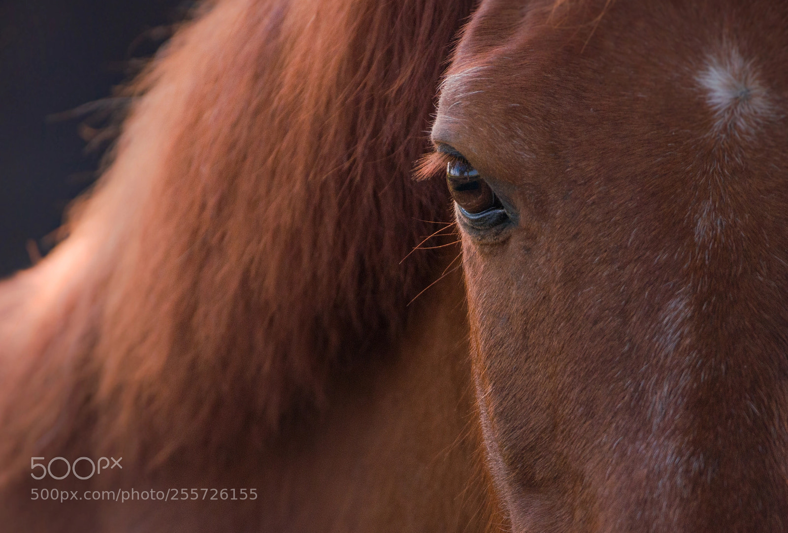 Nikon D5100 sample photo. Eye photography