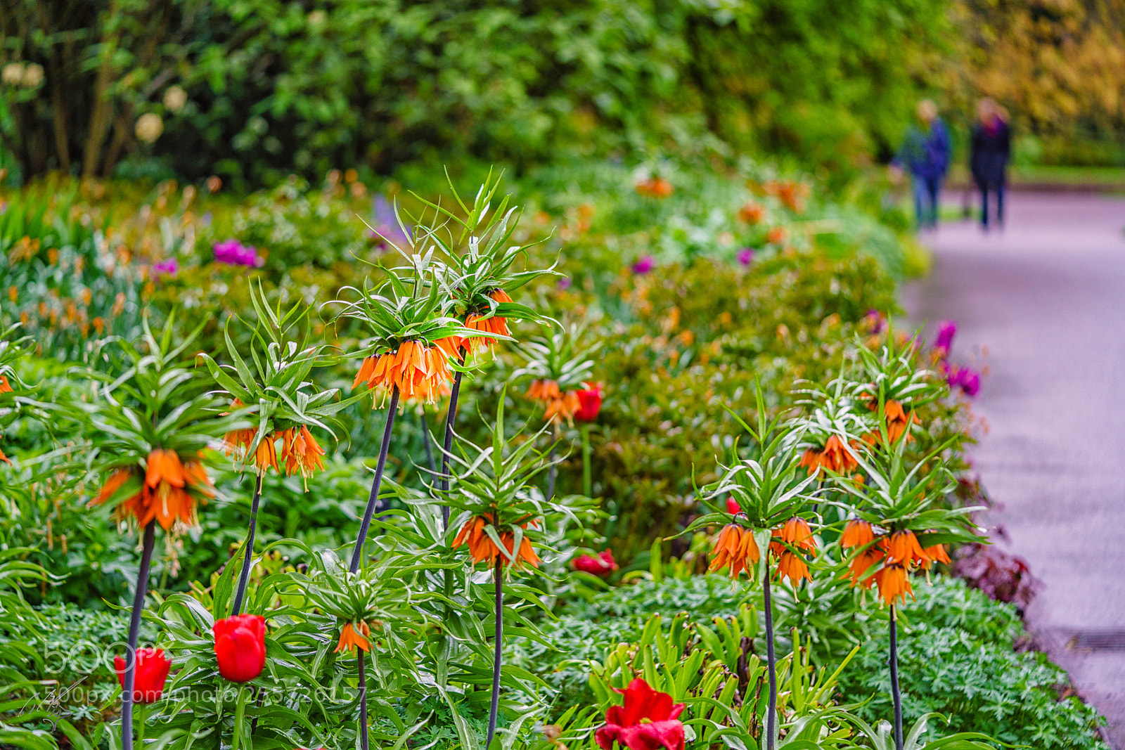 Sony a7R II sample photo. Fritillaria crown lily april photography