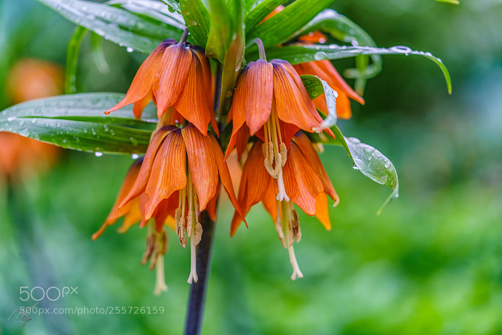 Sony a7R II sample photo. Fritillaria crown lily april photography