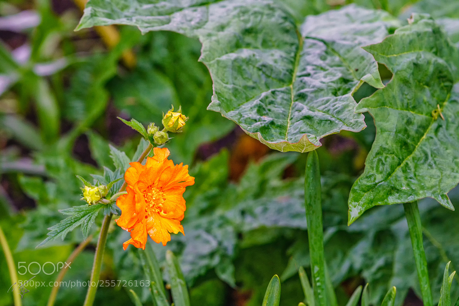 Sony a7R II sample photo. Edit photography