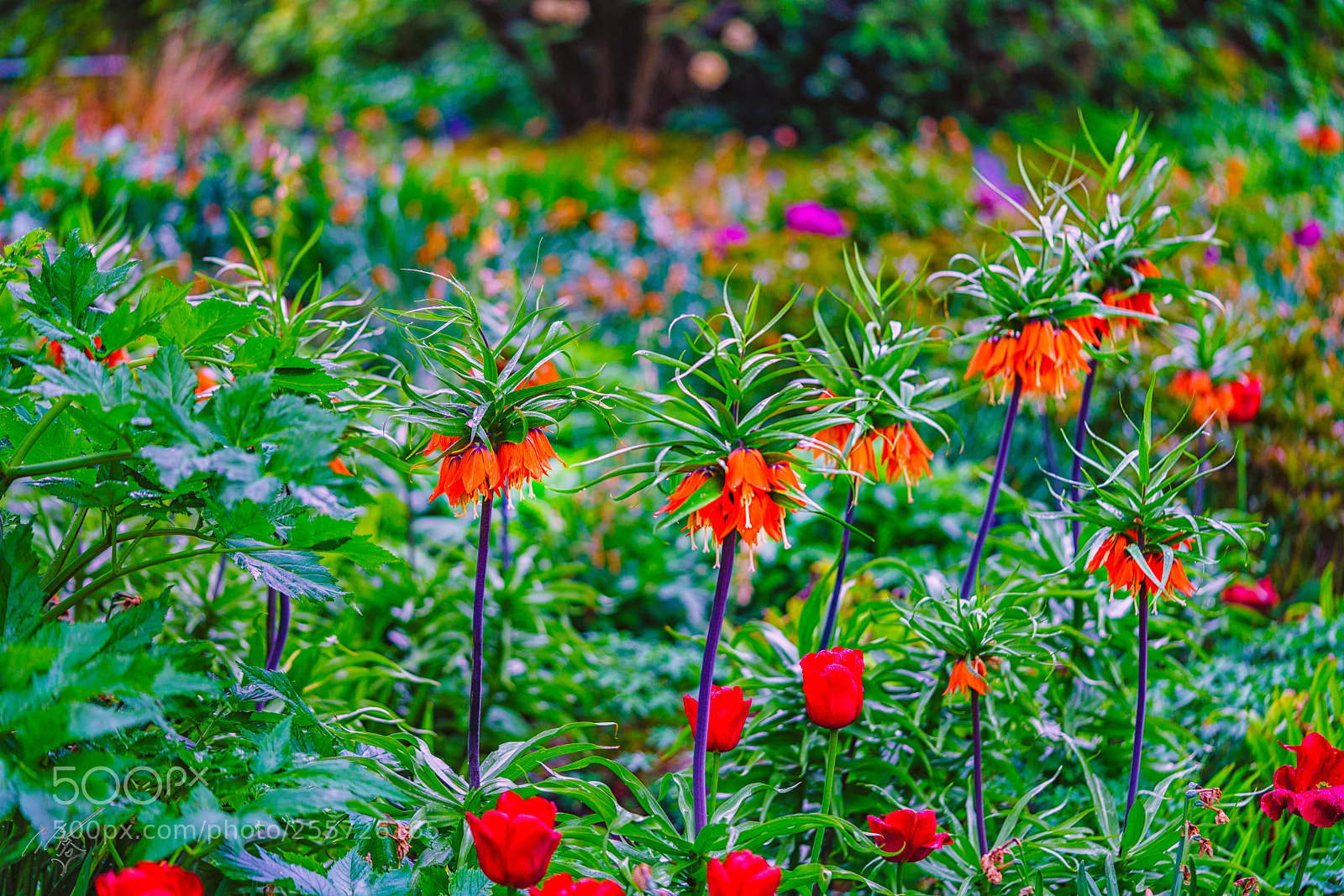 Sony a7R II sample photo. Fritillaria crown lily april photography