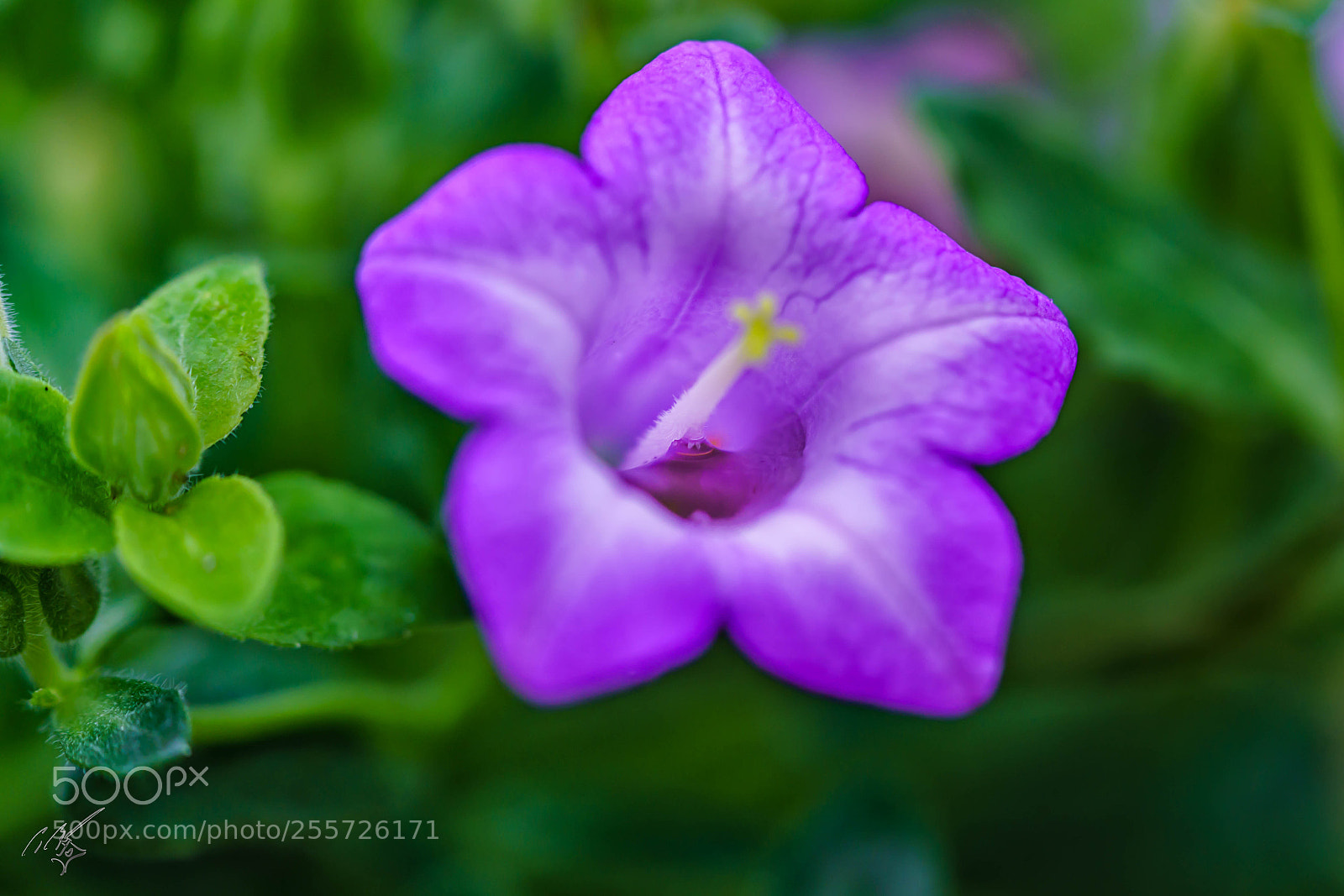 Sony a7R II sample photo. Edit photography