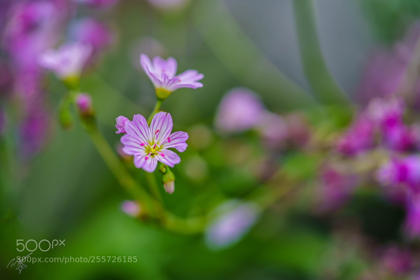 Sony a7R II sample photo. Edit photography
