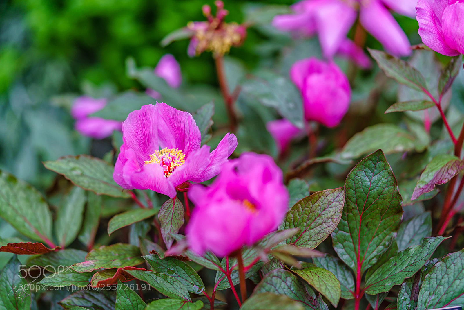 Sony a7R II sample photo. Edit photography