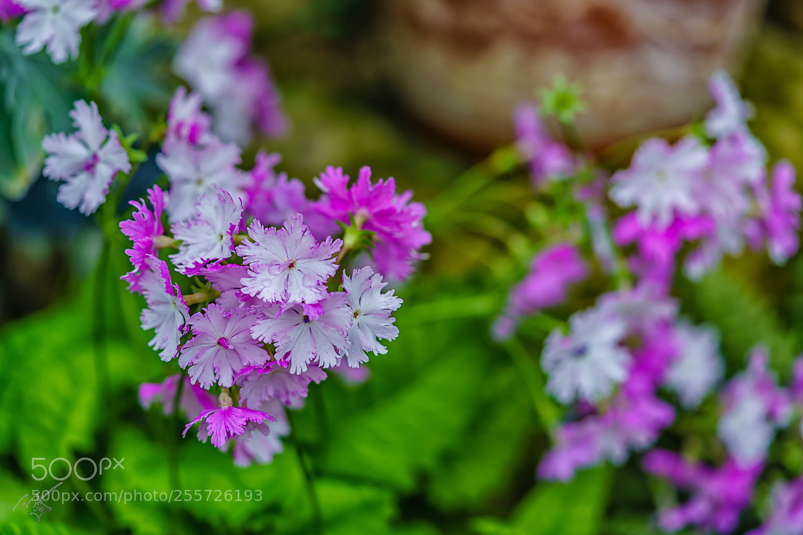 Sony a7R II sample photo. Edit photography