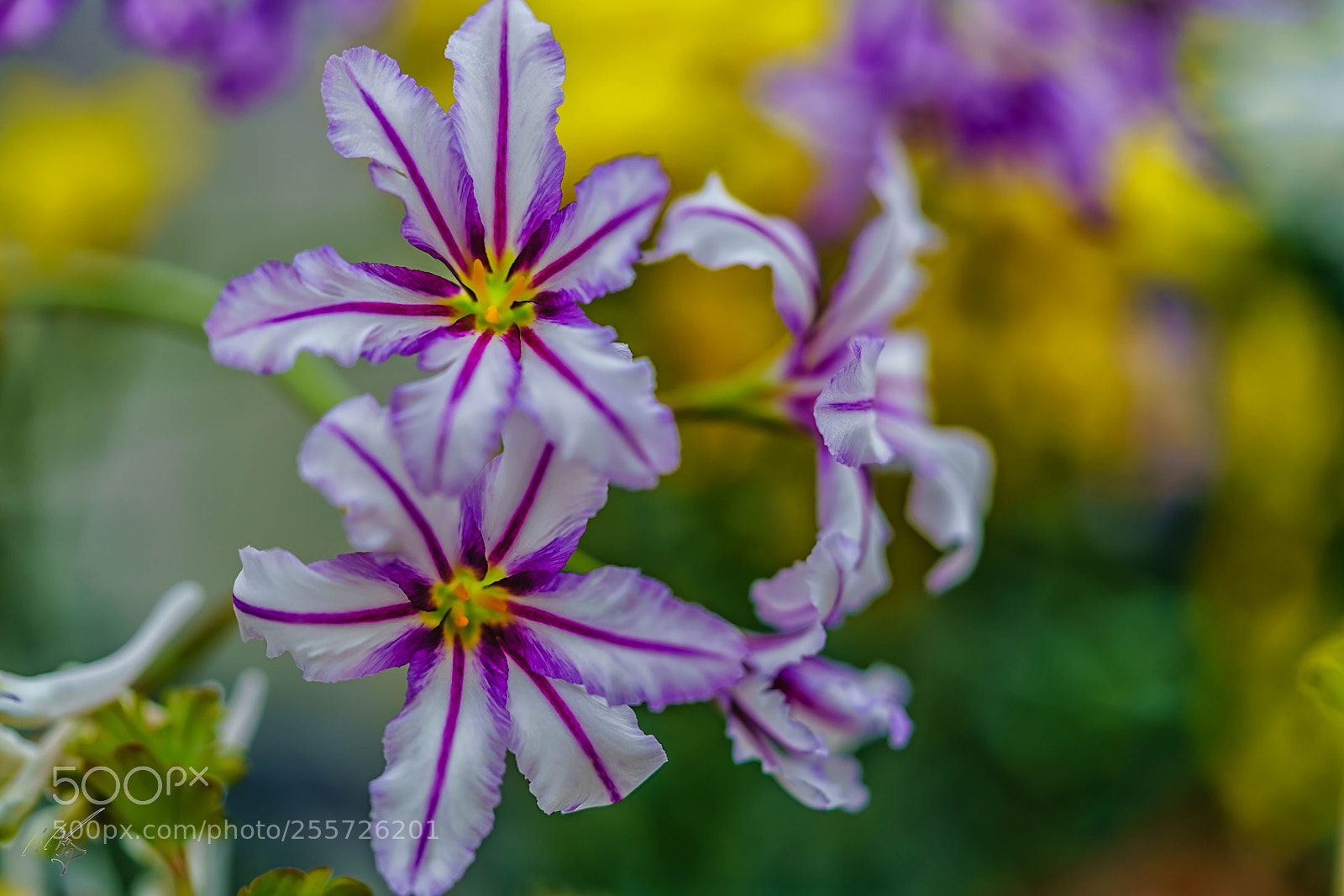 Sony a7R II sample photo. Edit photography