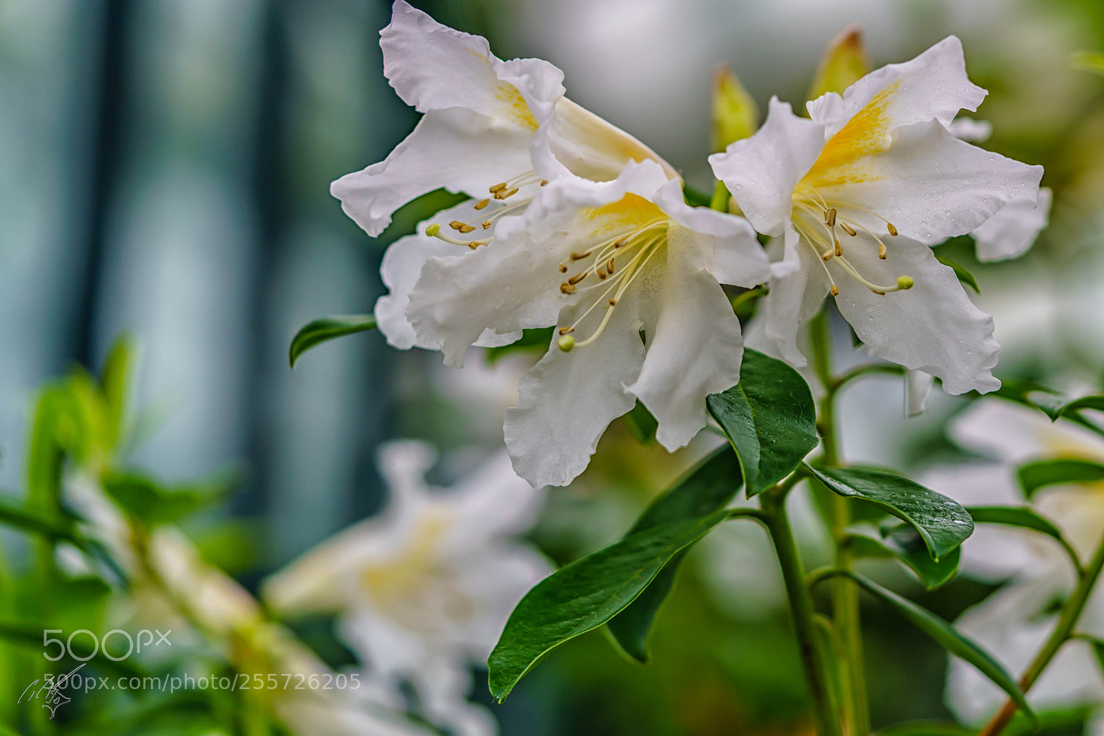 Sony a7R II sample photo. Edit photography