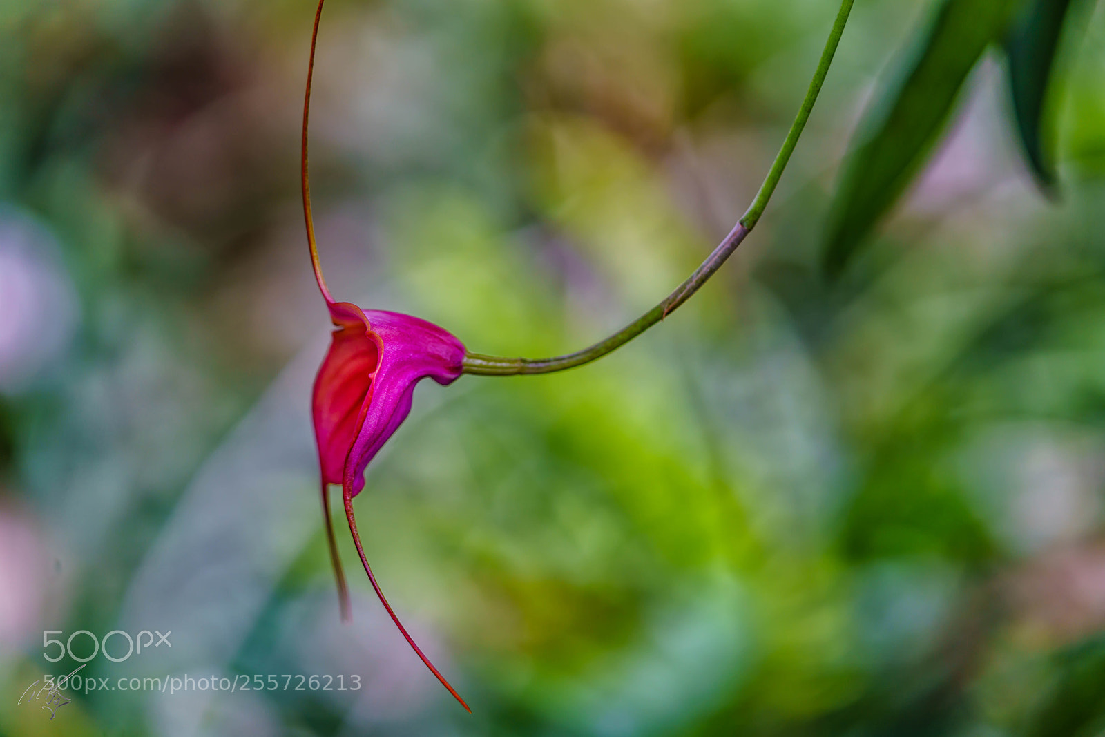 Sony a7R II sample photo. Edit photography