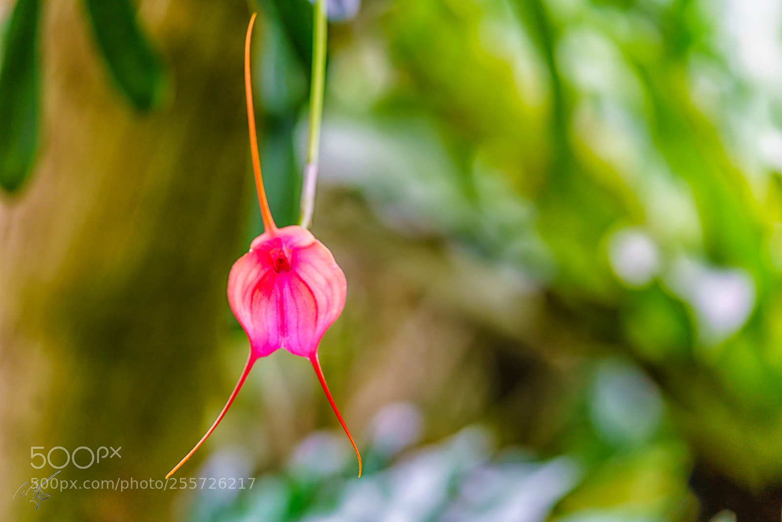 Sony a7R II sample photo. Edit photography