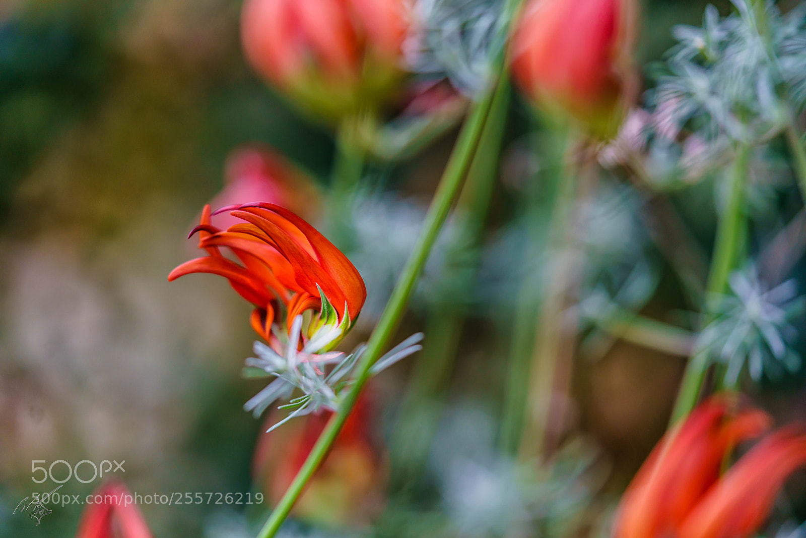 Sony a7R II sample photo. Edit photography