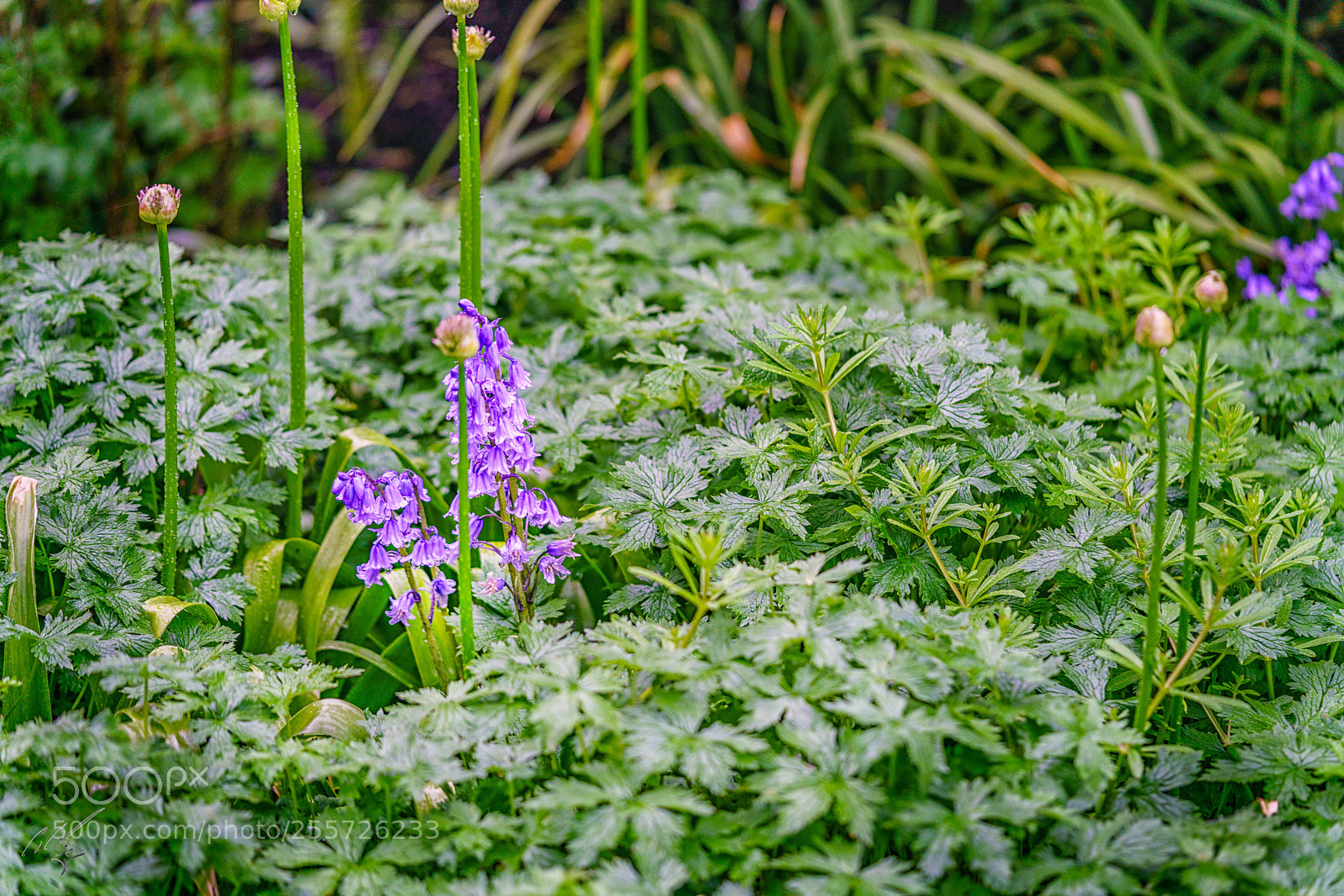 Sony a7R II sample photo. Blue bells april photography
