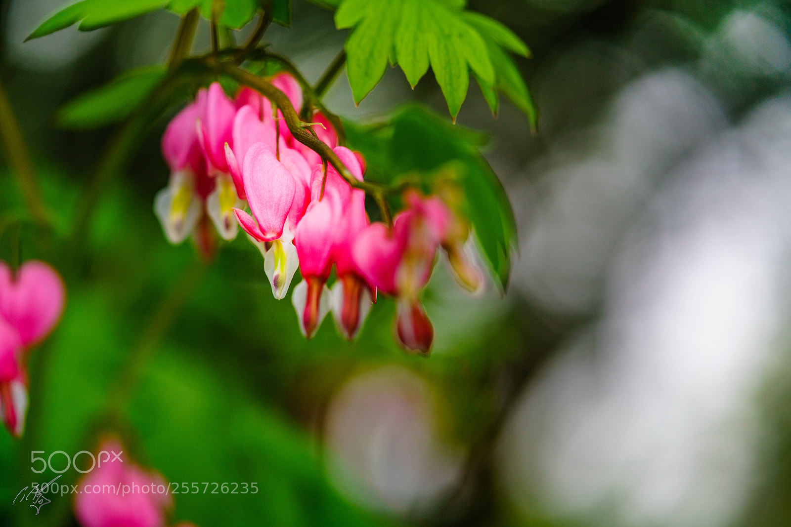 Sony a7R II sample photo. Bleeding heart photography