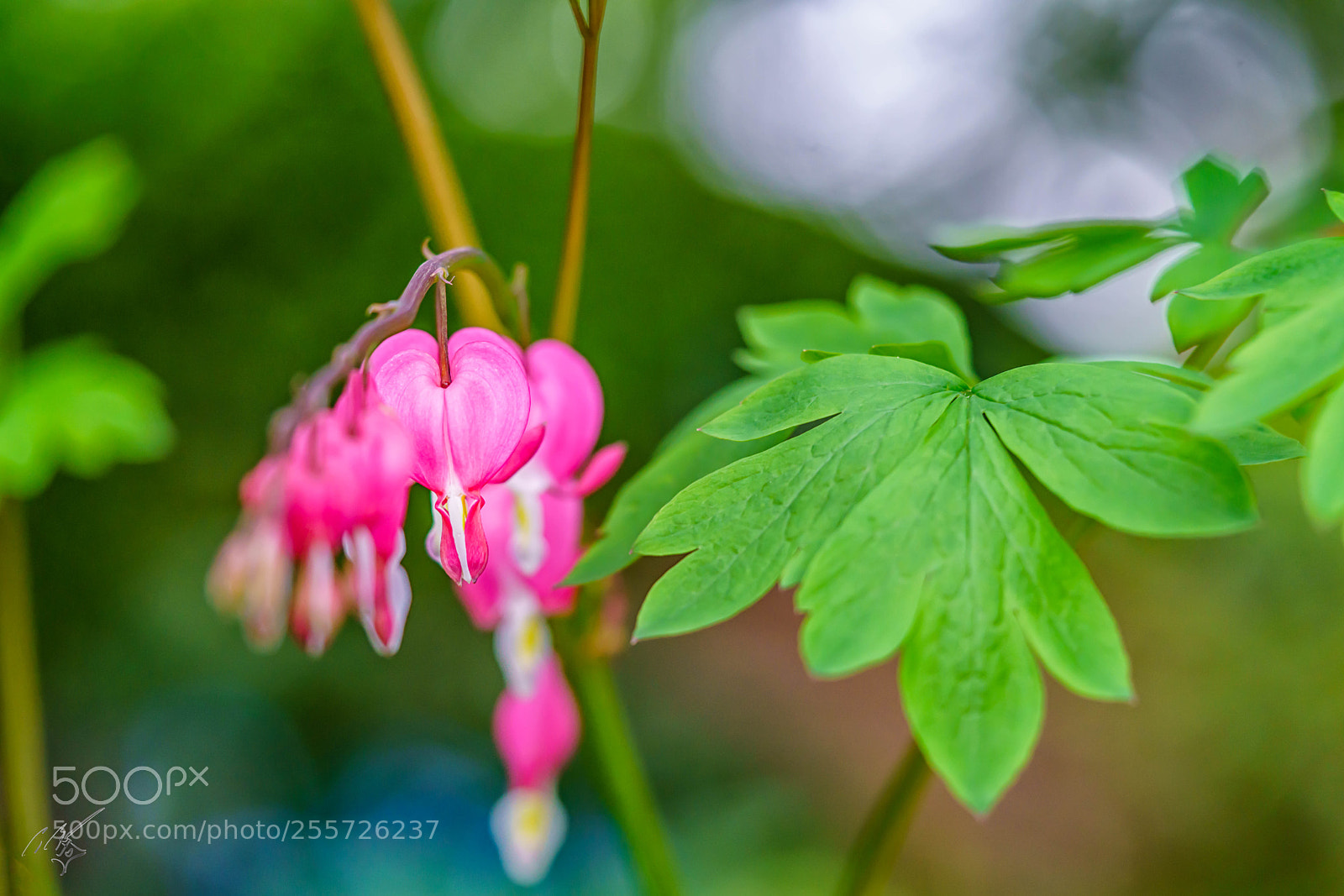 Sony a7R II sample photo. Bleeding heart april photography