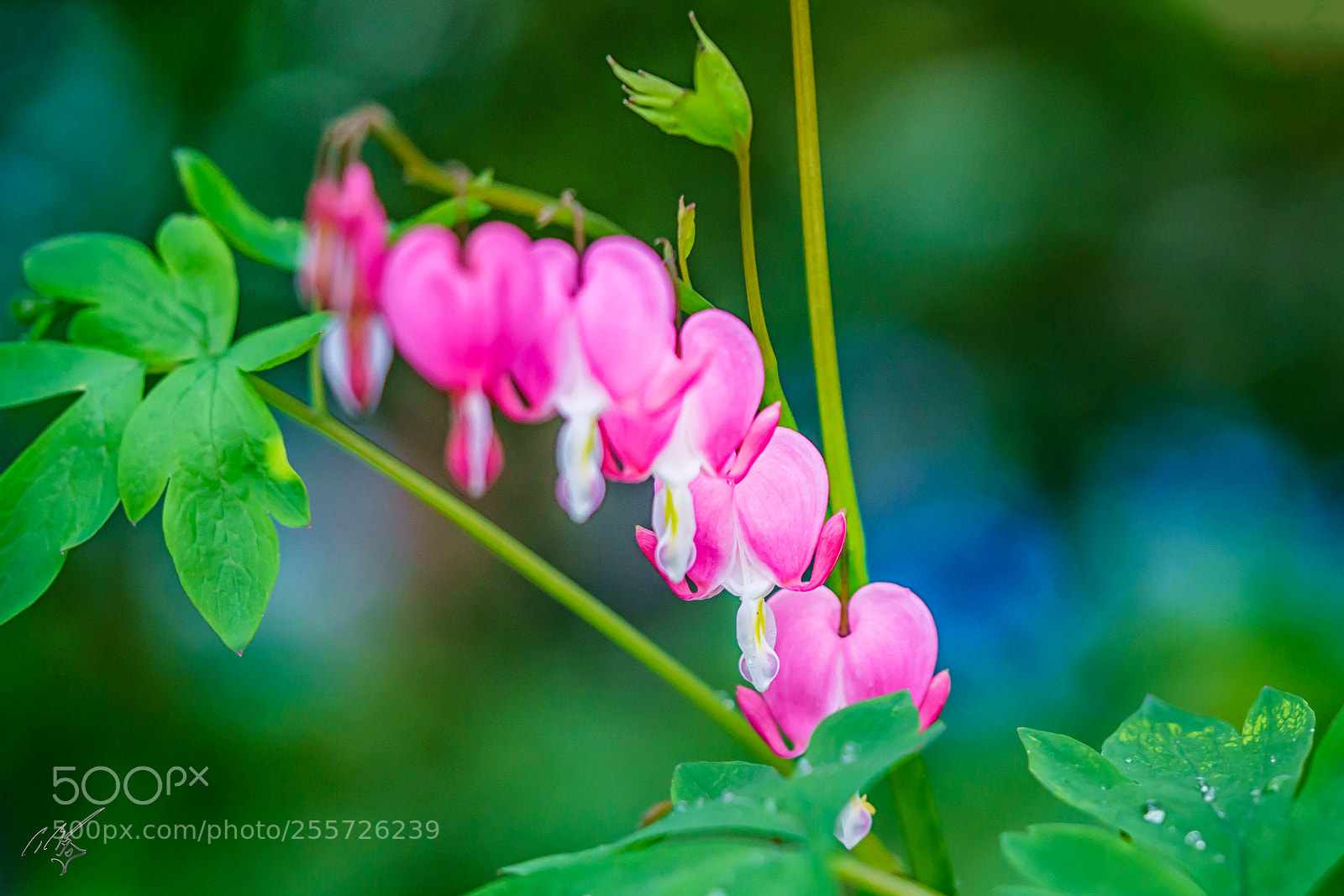 Sony a7R II sample photo. Bleeding heart april photography