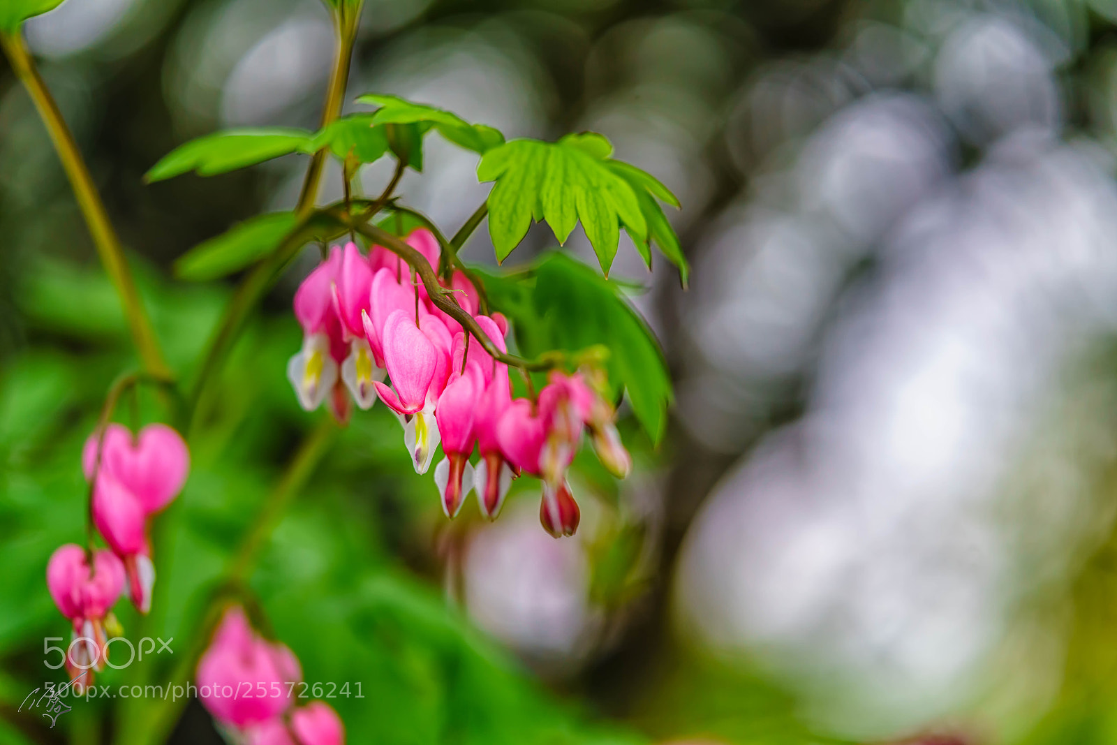 Sony a7R II sample photo. Bleeding heart april photography