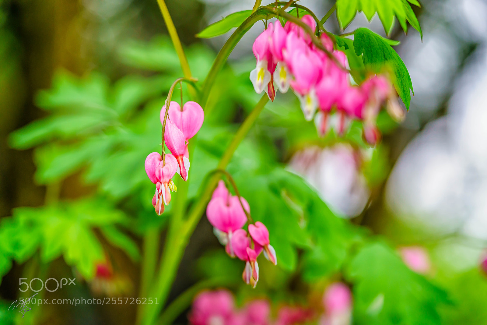 Sony a7R II sample photo. Bleeding heart april photography