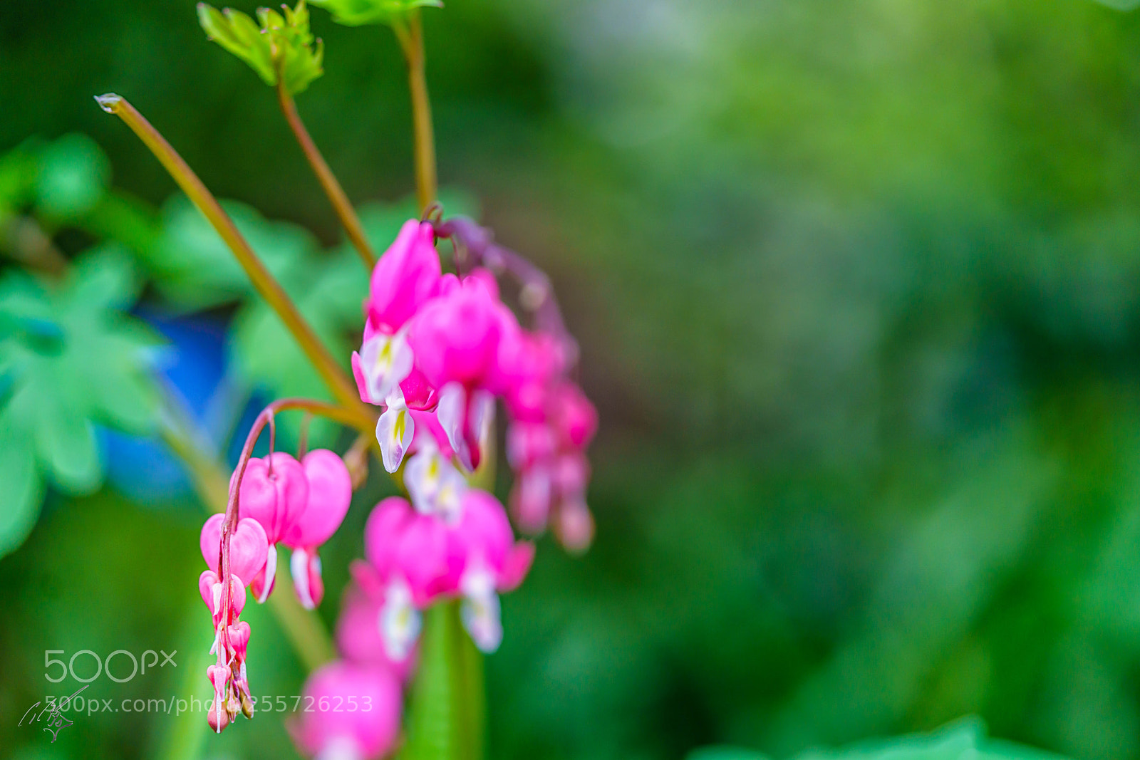 Sony a7R II sample photo. Bleeding heart april photography