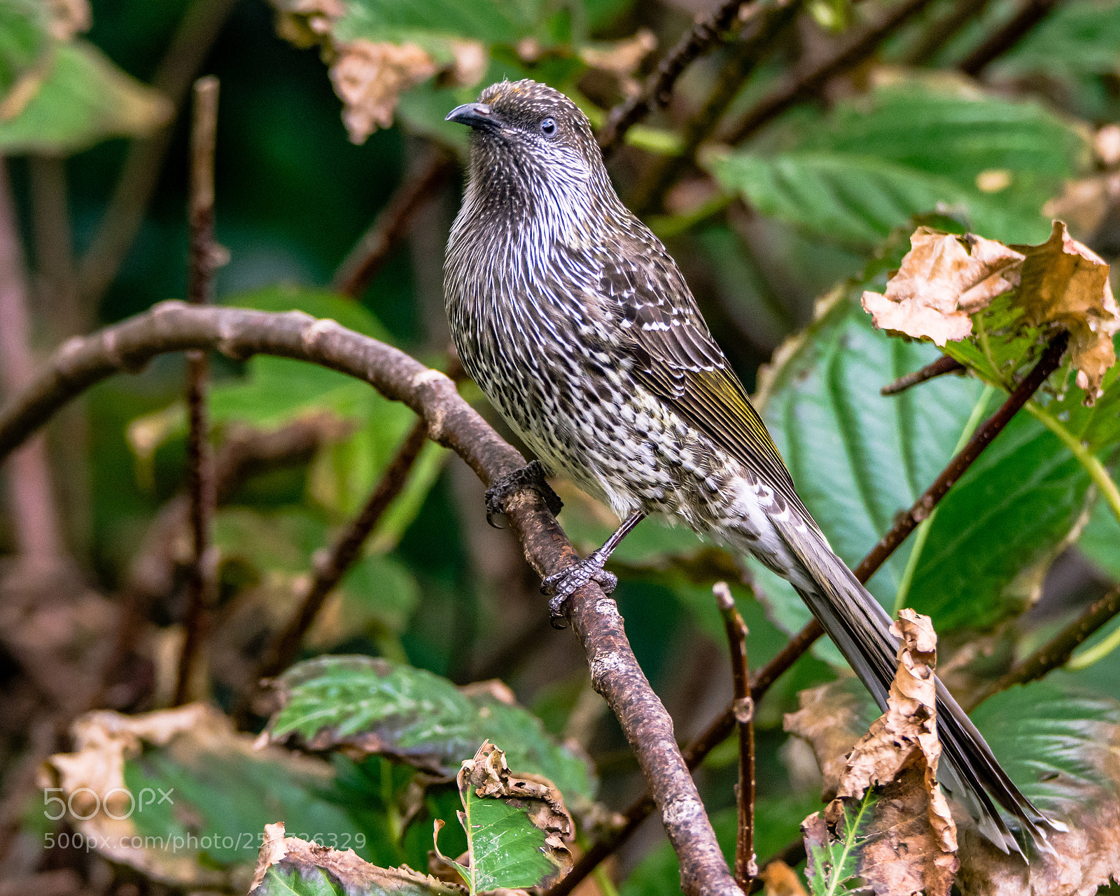 Nikon D7200 sample photo. The honeyeater ii photography