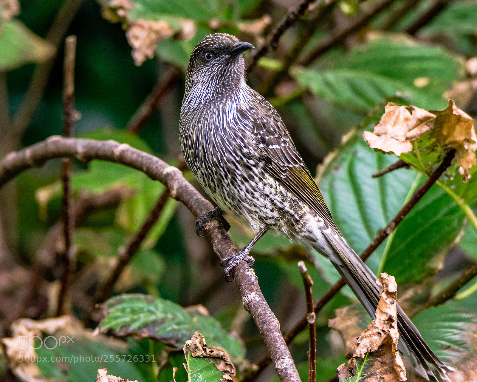Nikon D7200 sample photo. The honeyeater i photography