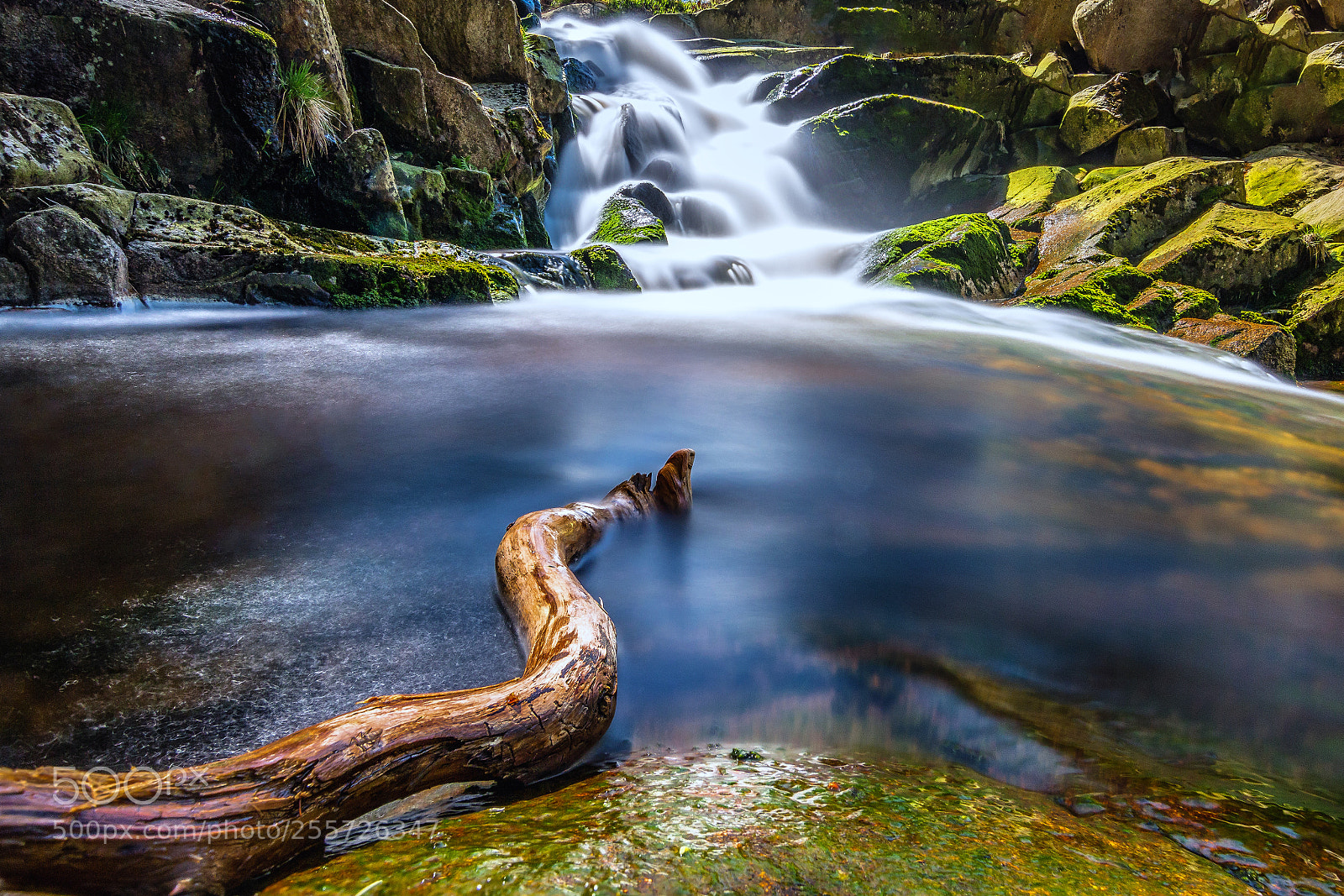Canon EOS 70D sample photo. Snake photography