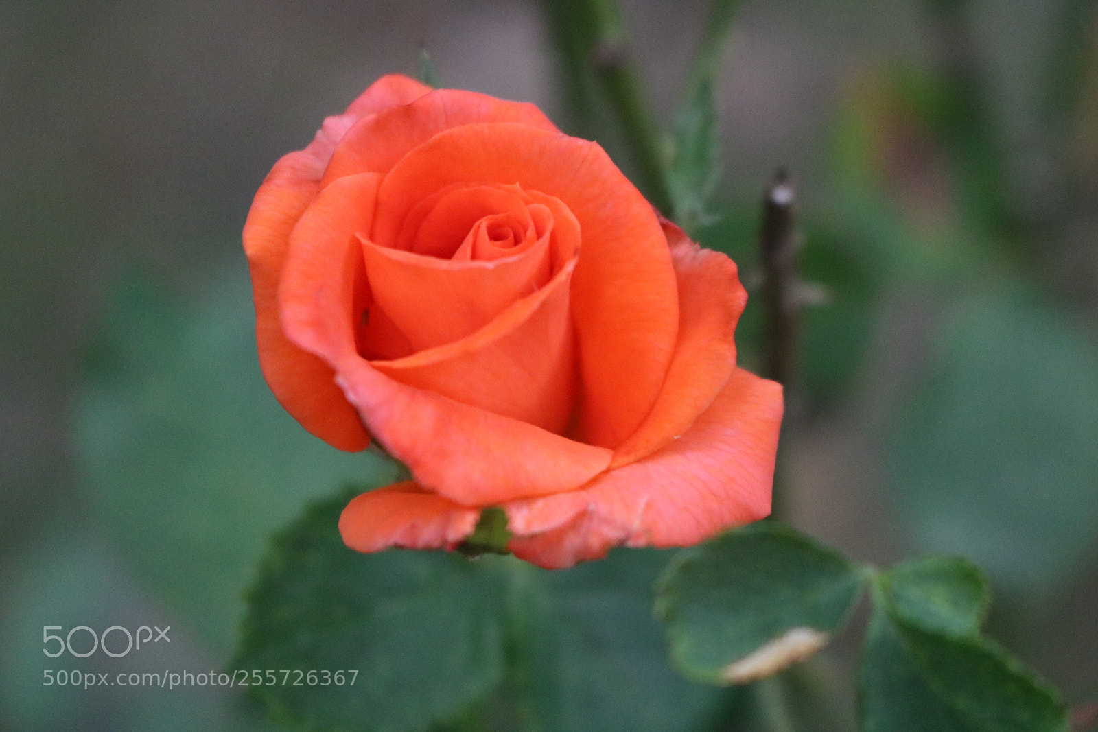 Canon EOS 750D (EOS Rebel T6i / EOS Kiss X8i) sample photo. Untitled photography