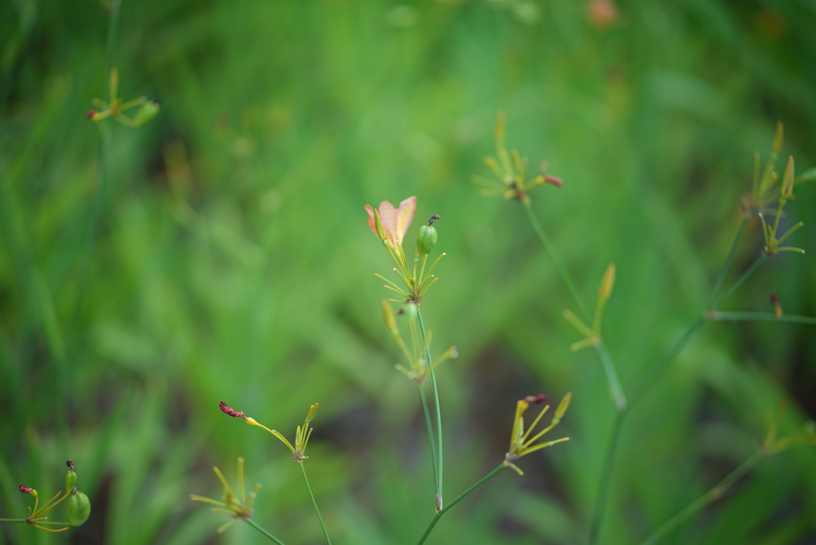 Sony a7 II + ZEISS Batis 85mm F1.8 sample photo. 绿 photography