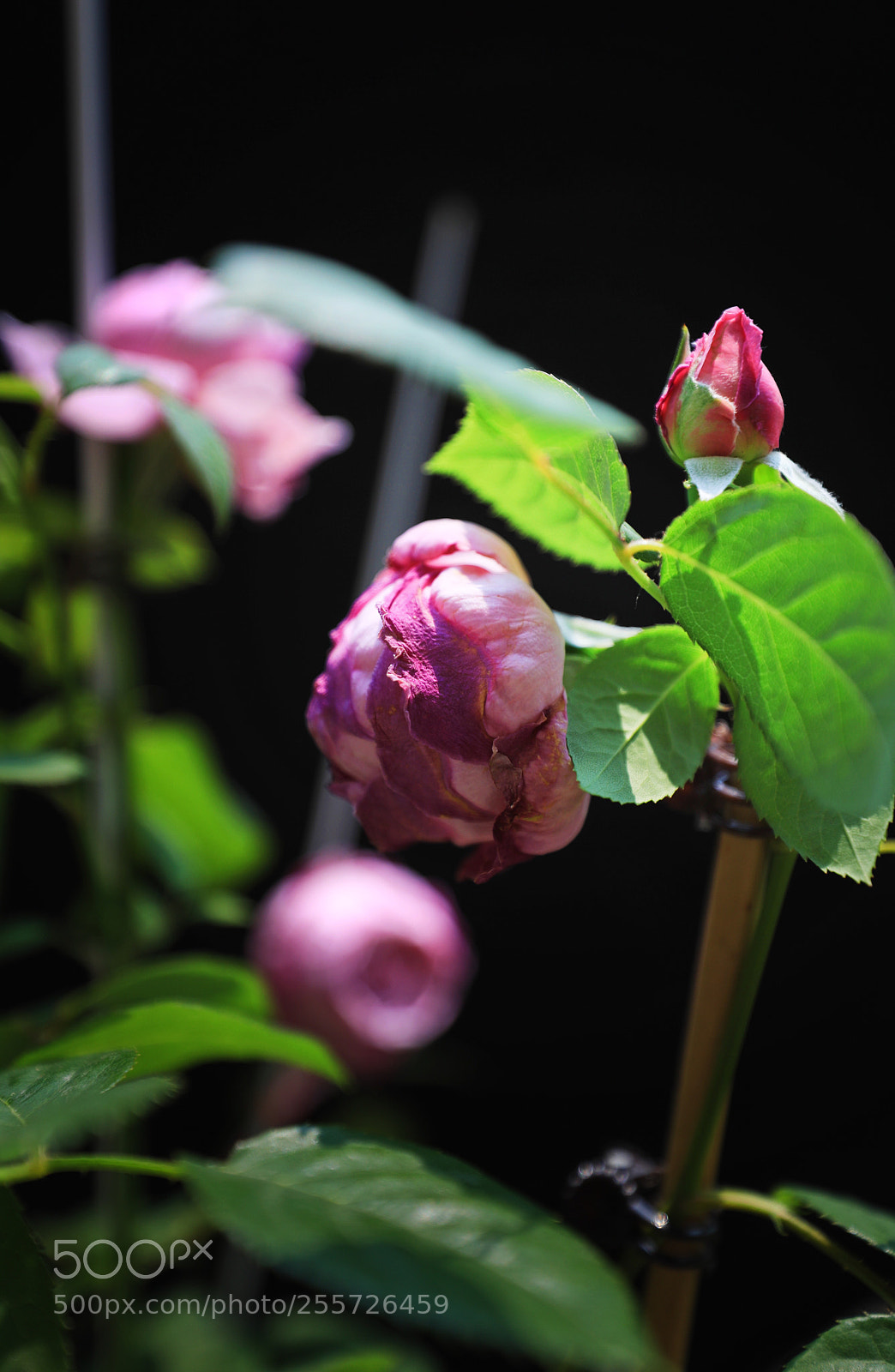 Canon EOS 5D Mark IV sample photo. Spiritual freedom photography