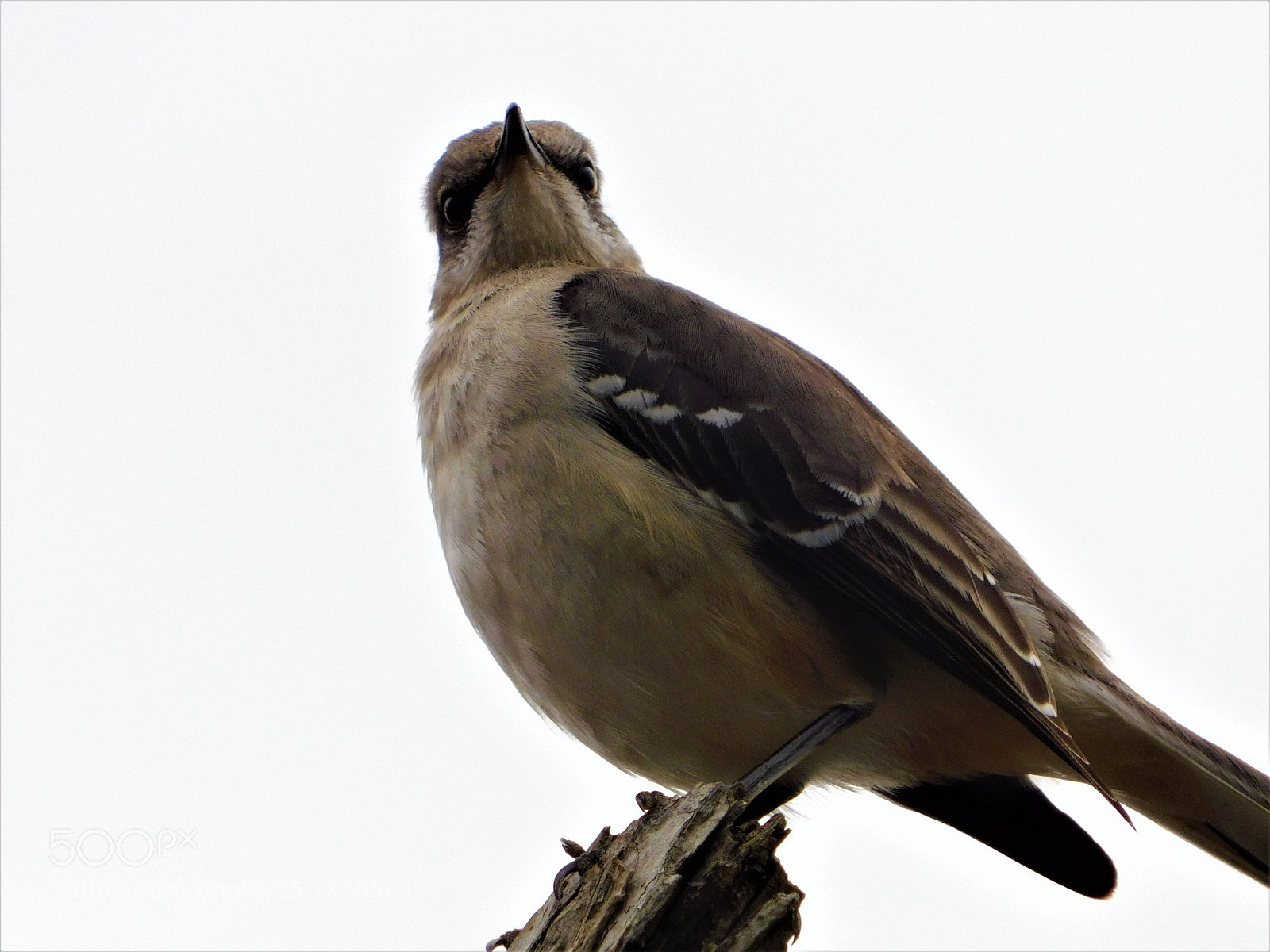 Nikon Coolpix B500 sample photo. () photography