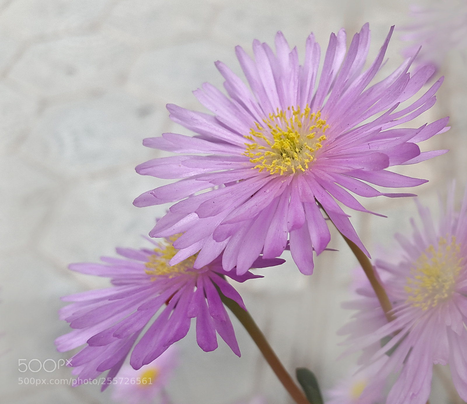 Samsung Galaxy Alpha sample photo. Untitled photography