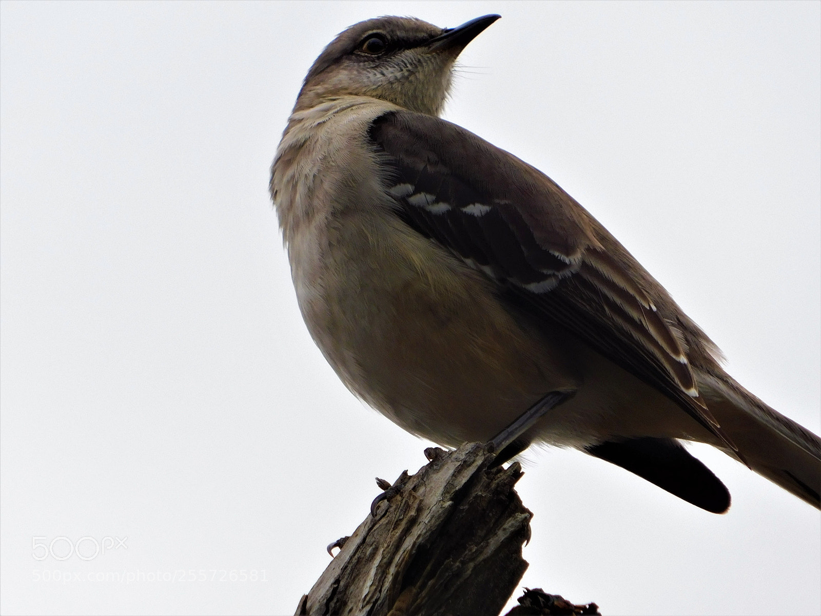 Nikon Coolpix B500 sample photo. () photography