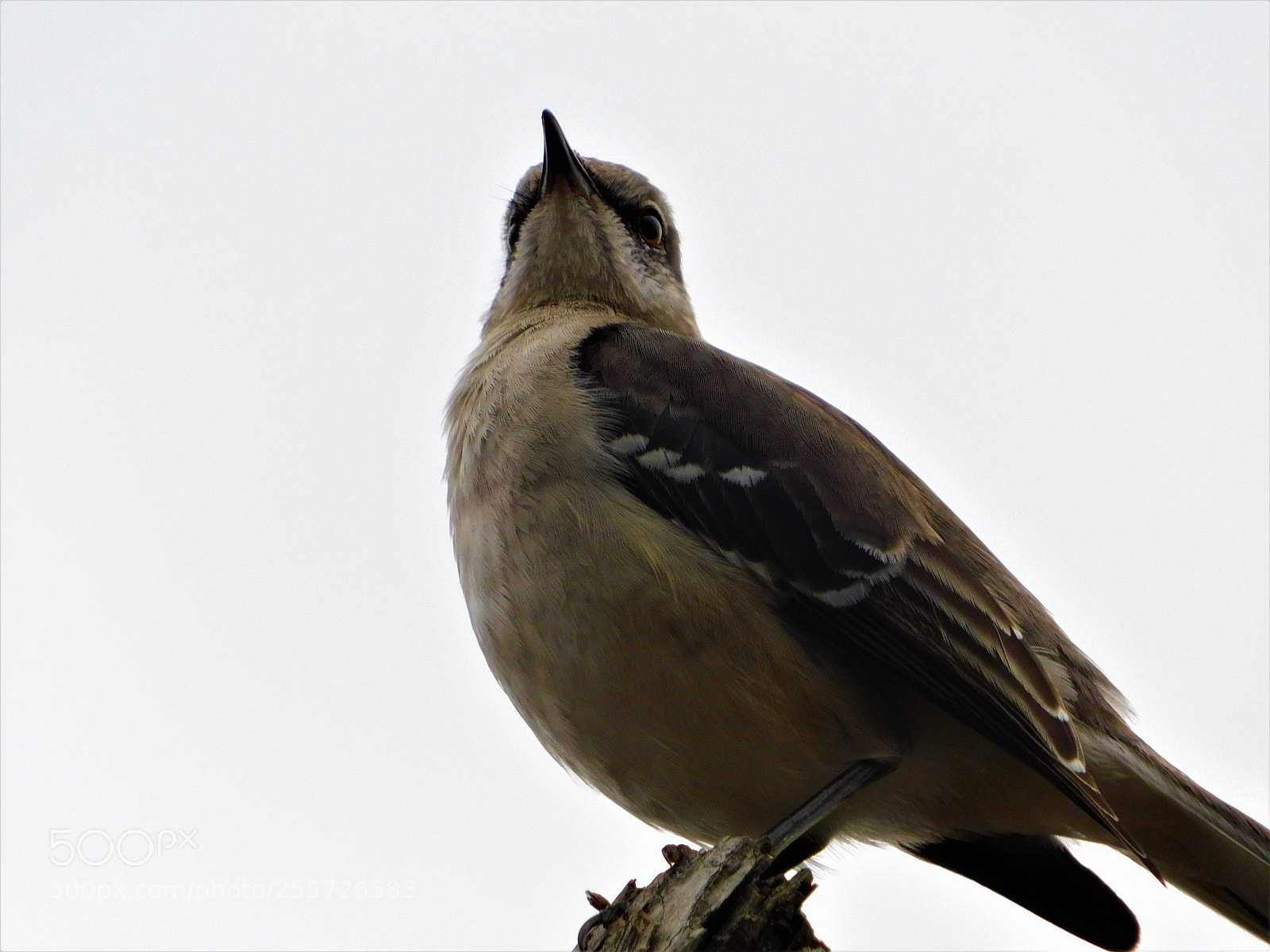 Nikon Coolpix B500 sample photo. () photography
