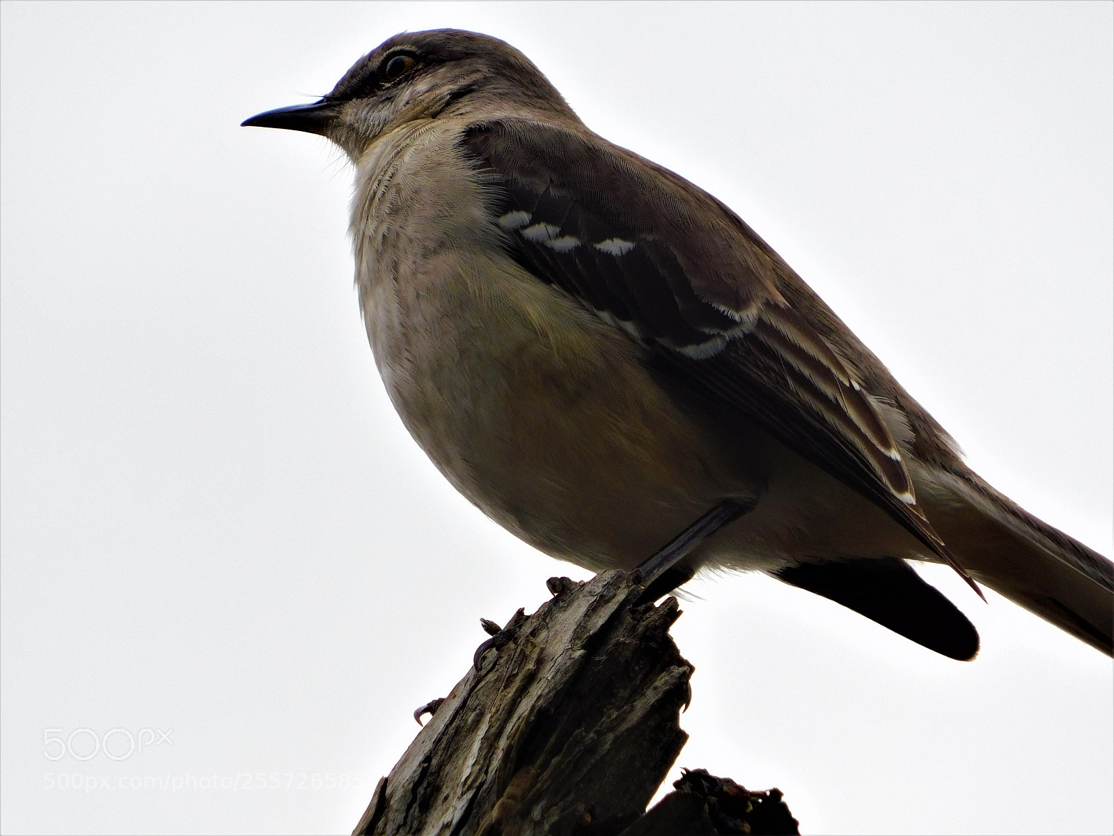 Nikon Coolpix B500 sample photo. () photography