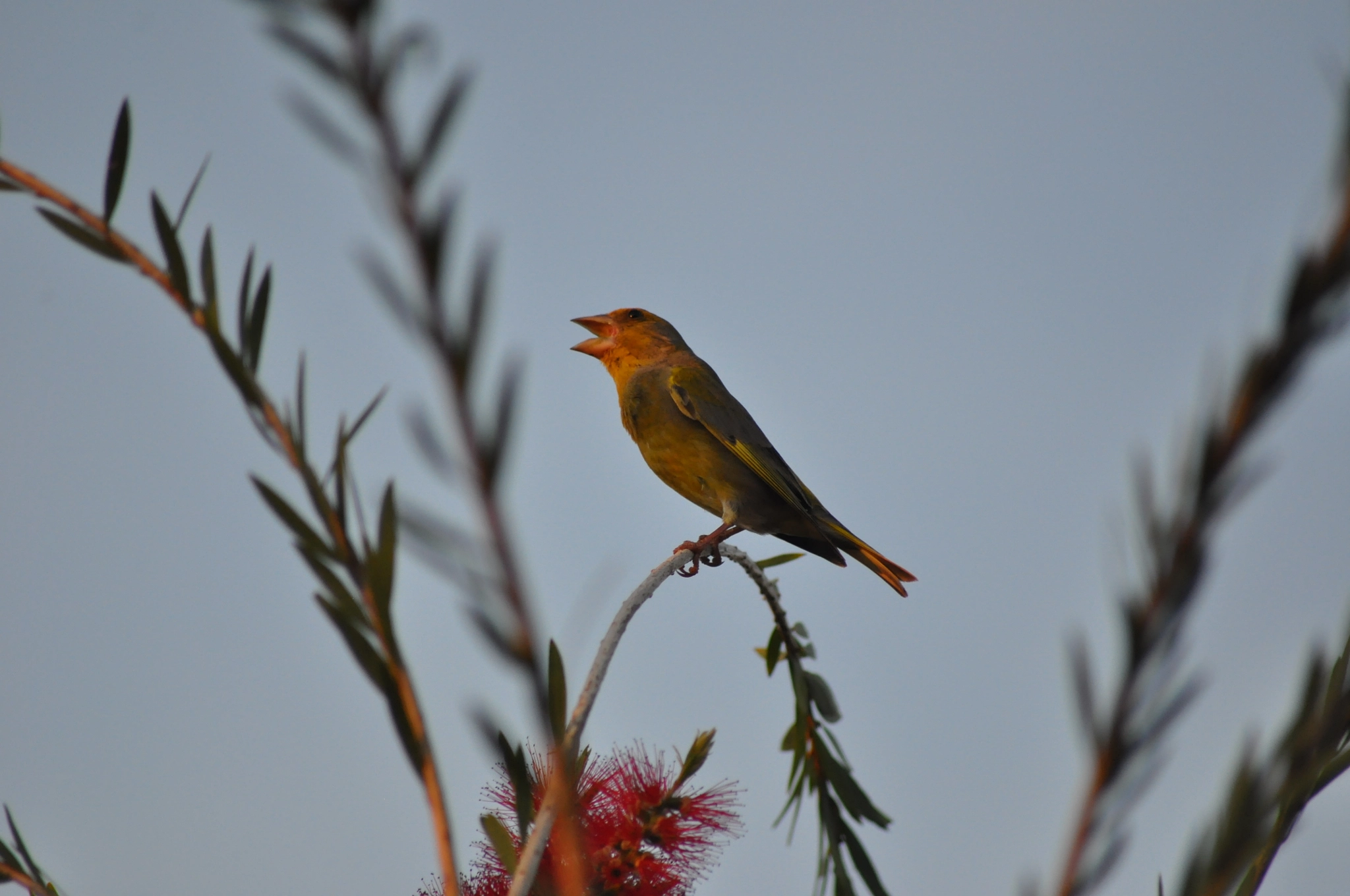 Nikon D5000 + Sigma 70-300mm F4-5.6 APO DG Macro sample photo. Bird photography