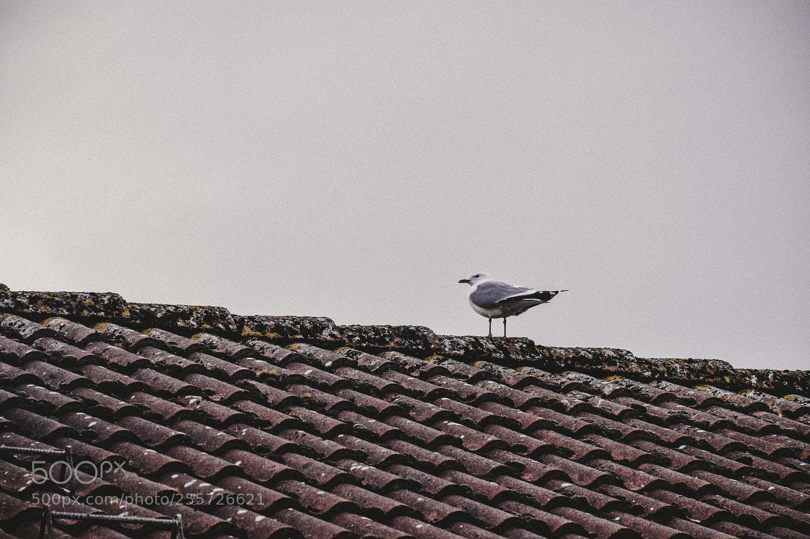 Nikon D5300 sample photo. On the roof photography