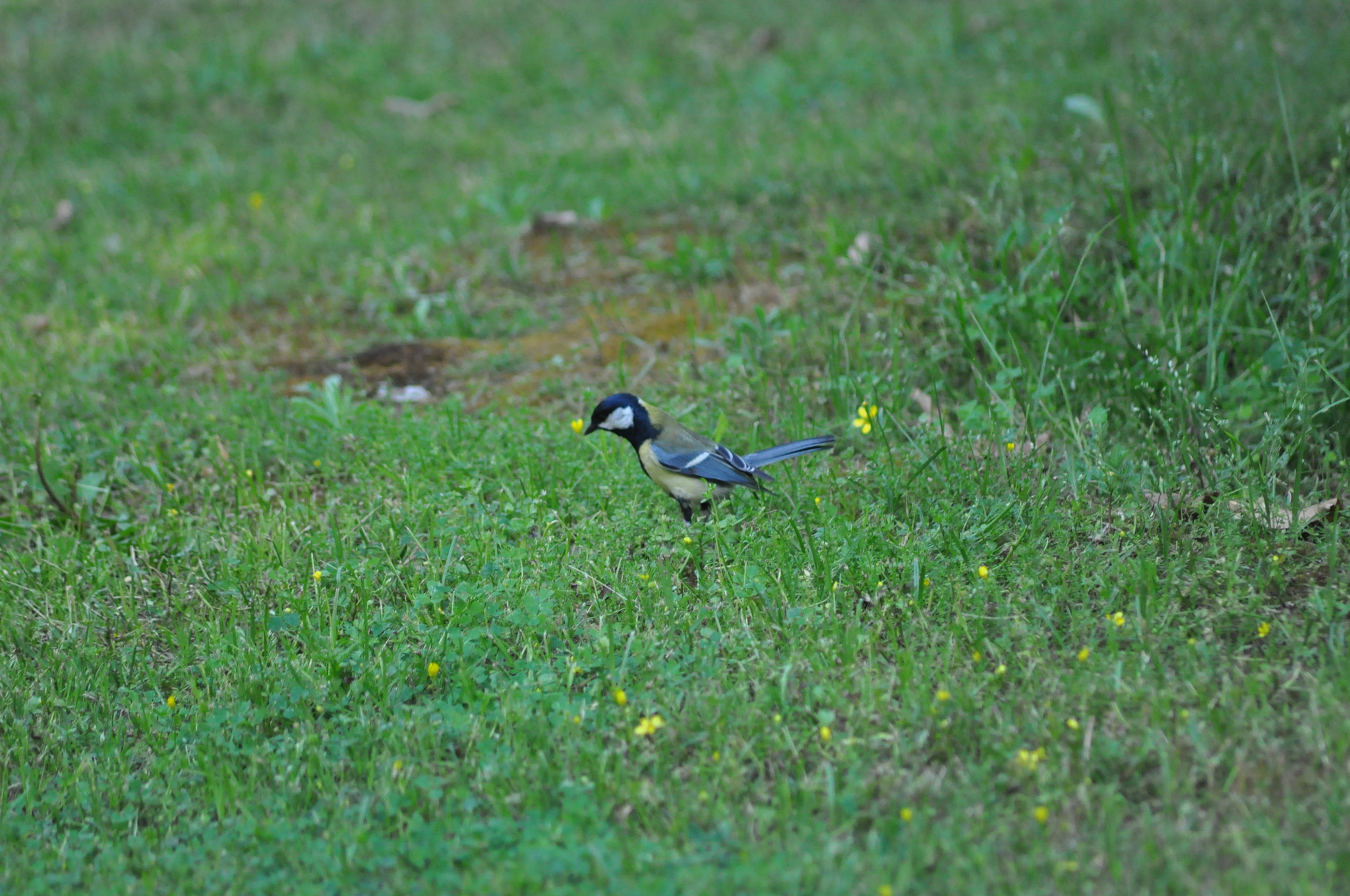 Nikon D5000 + Sigma 70-300mm F4-5.6 APO DG Macro sample photo. Hunting for breakfast photography