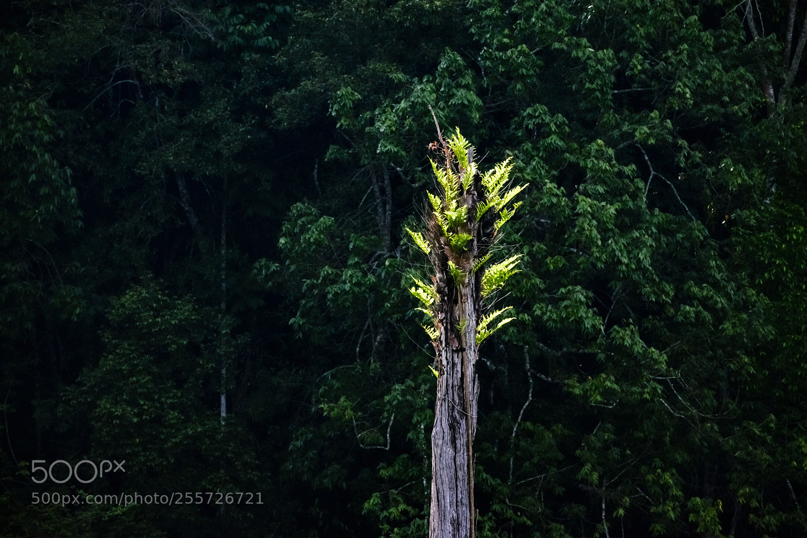 Nikon D5300 sample photo. Florosence of new leaves photography