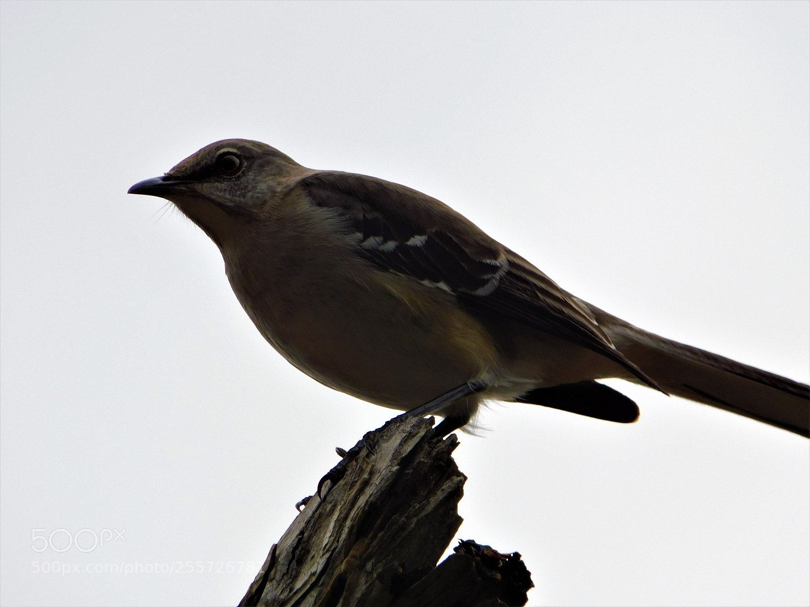 Nikon Coolpix B500 sample photo. () photography