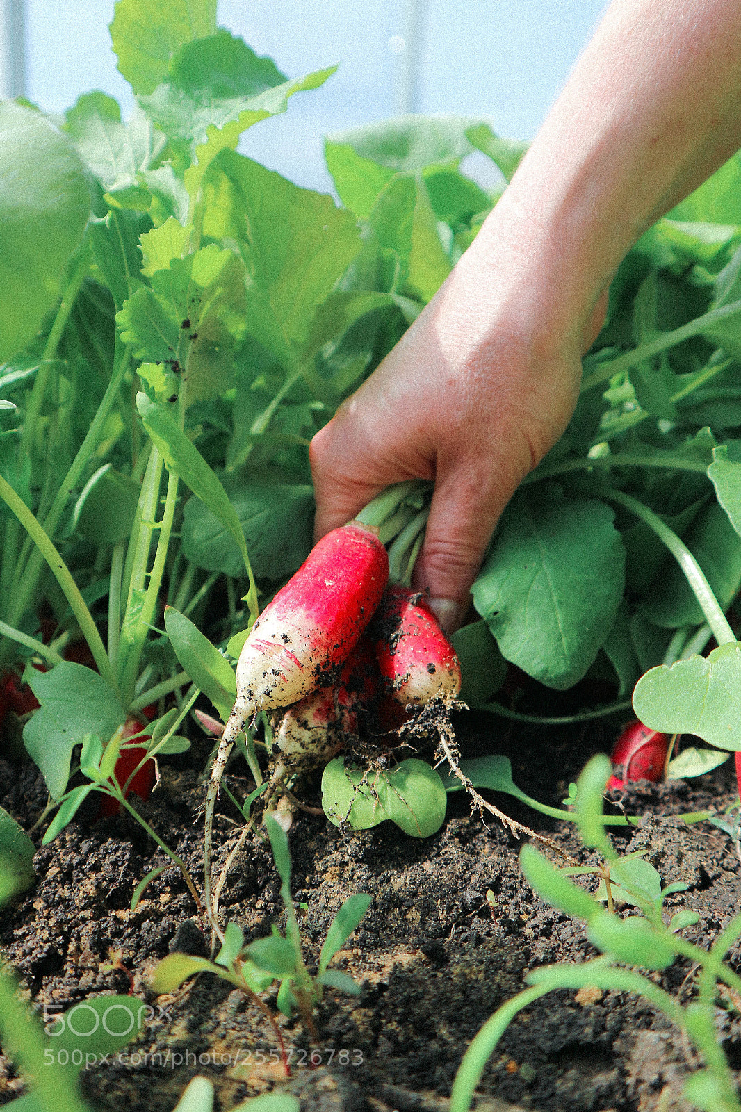 Canon EOS M10 sample photo. Radishes photography