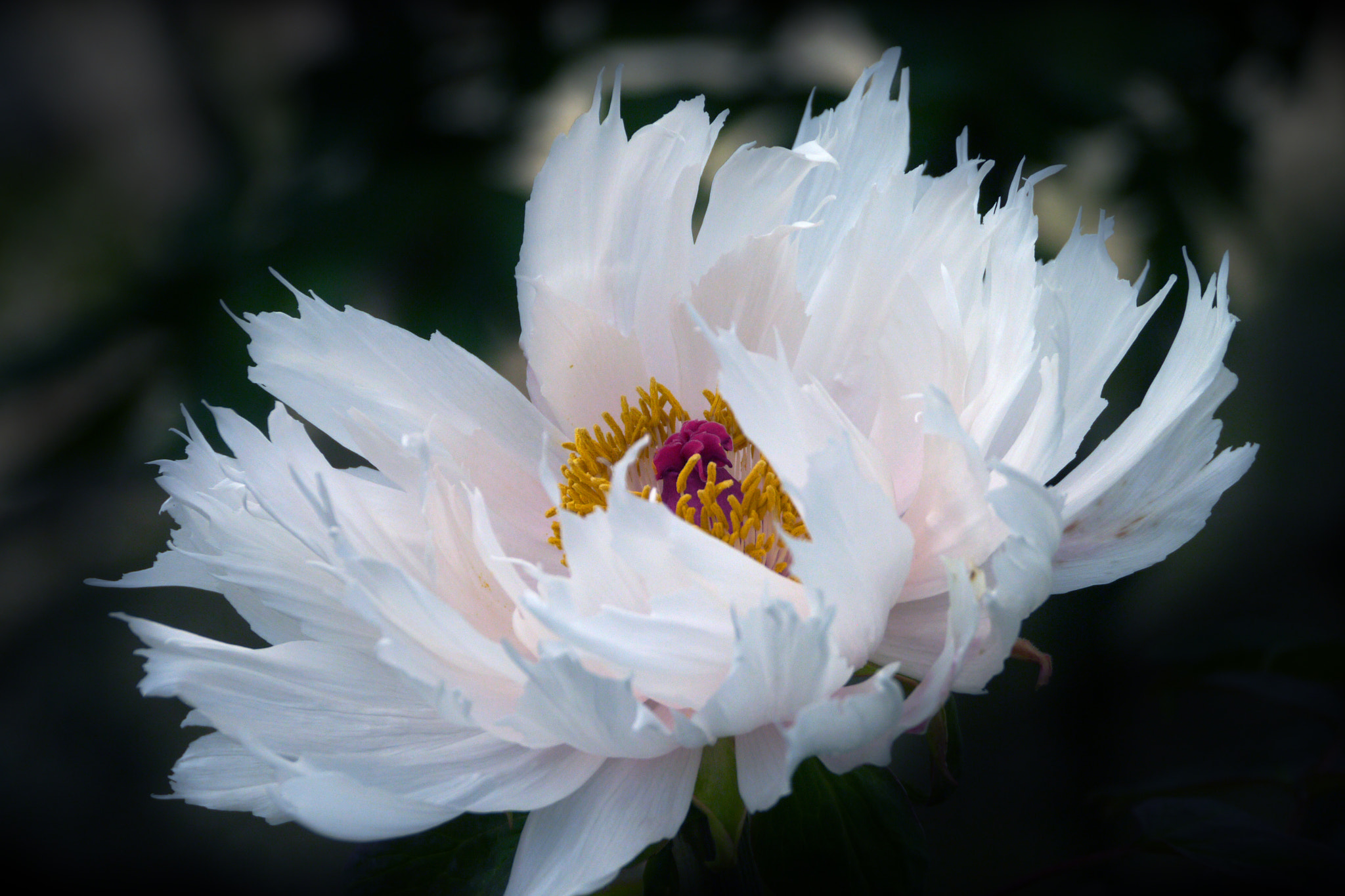 Panasonic Lumix DMC-GX1 sample photo. White flower in spring photography