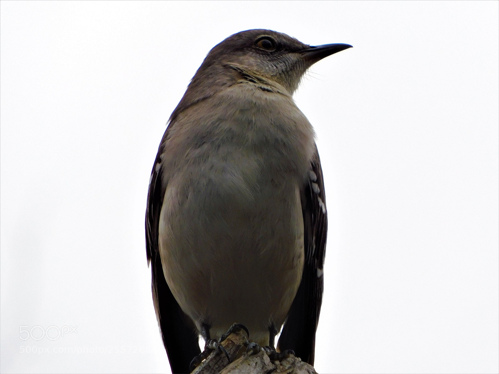 Nikon Coolpix B500 sample photo. () photography