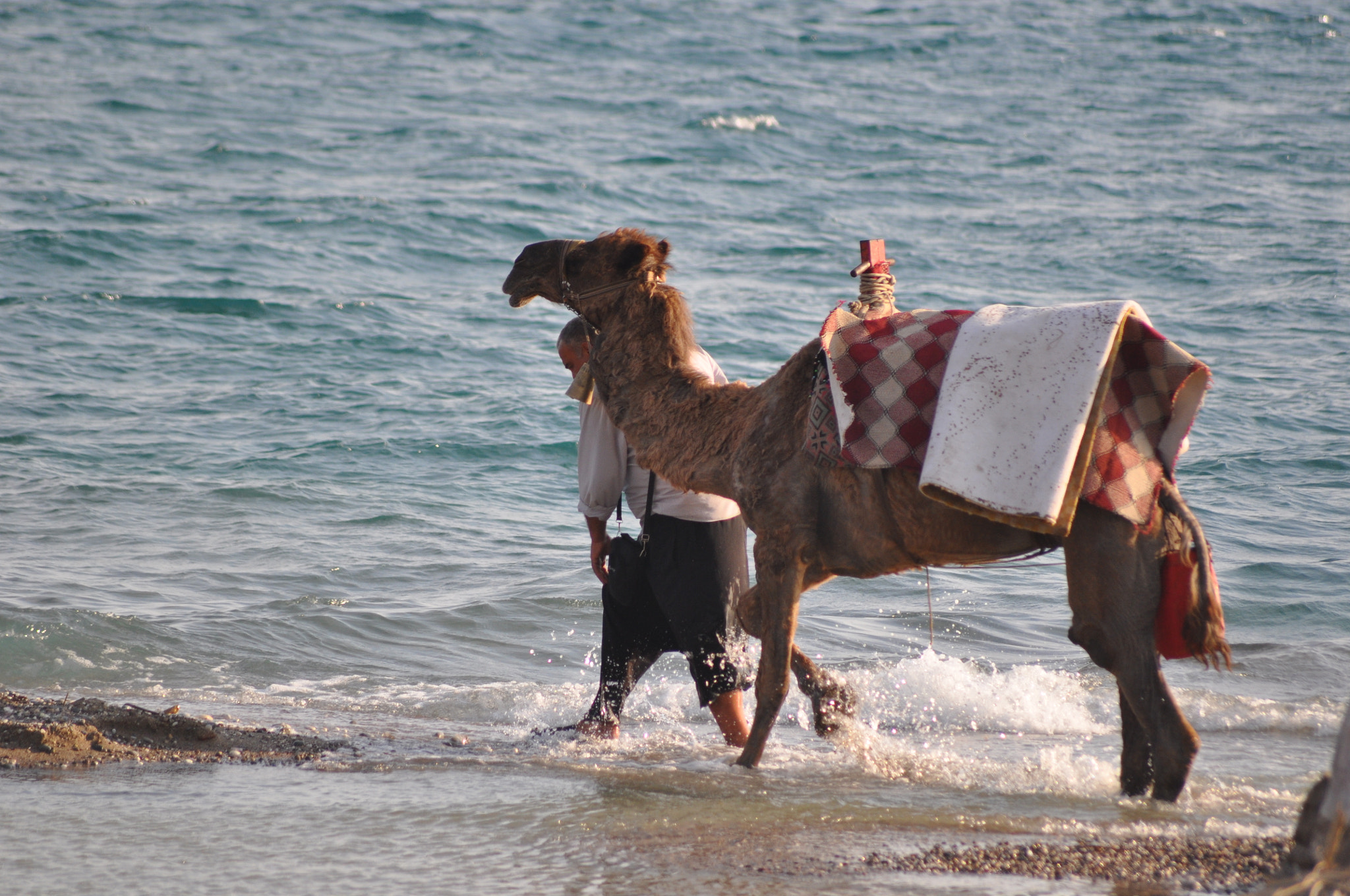 Nikon D5000 + Sigma 70-300mm F4-5.6 APO DG Macro sample photo. Camel and sea photography