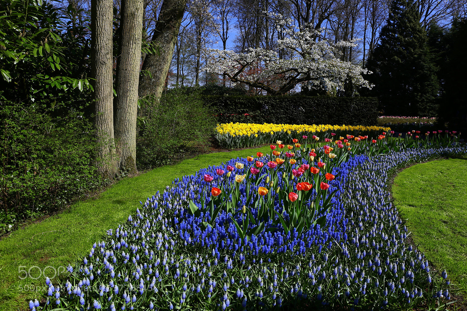 Canon EF 24-70mm F4L IS USM sample photo. Keukenhof photography