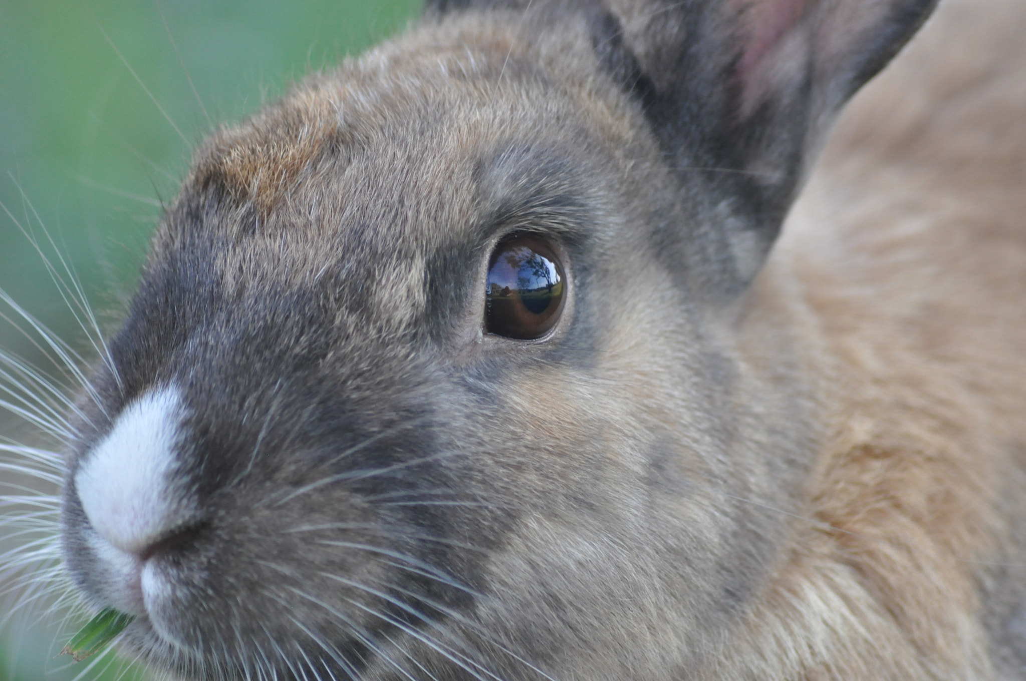 Sigma 70-300mm F4-5.6 APO DG Macro sample photo